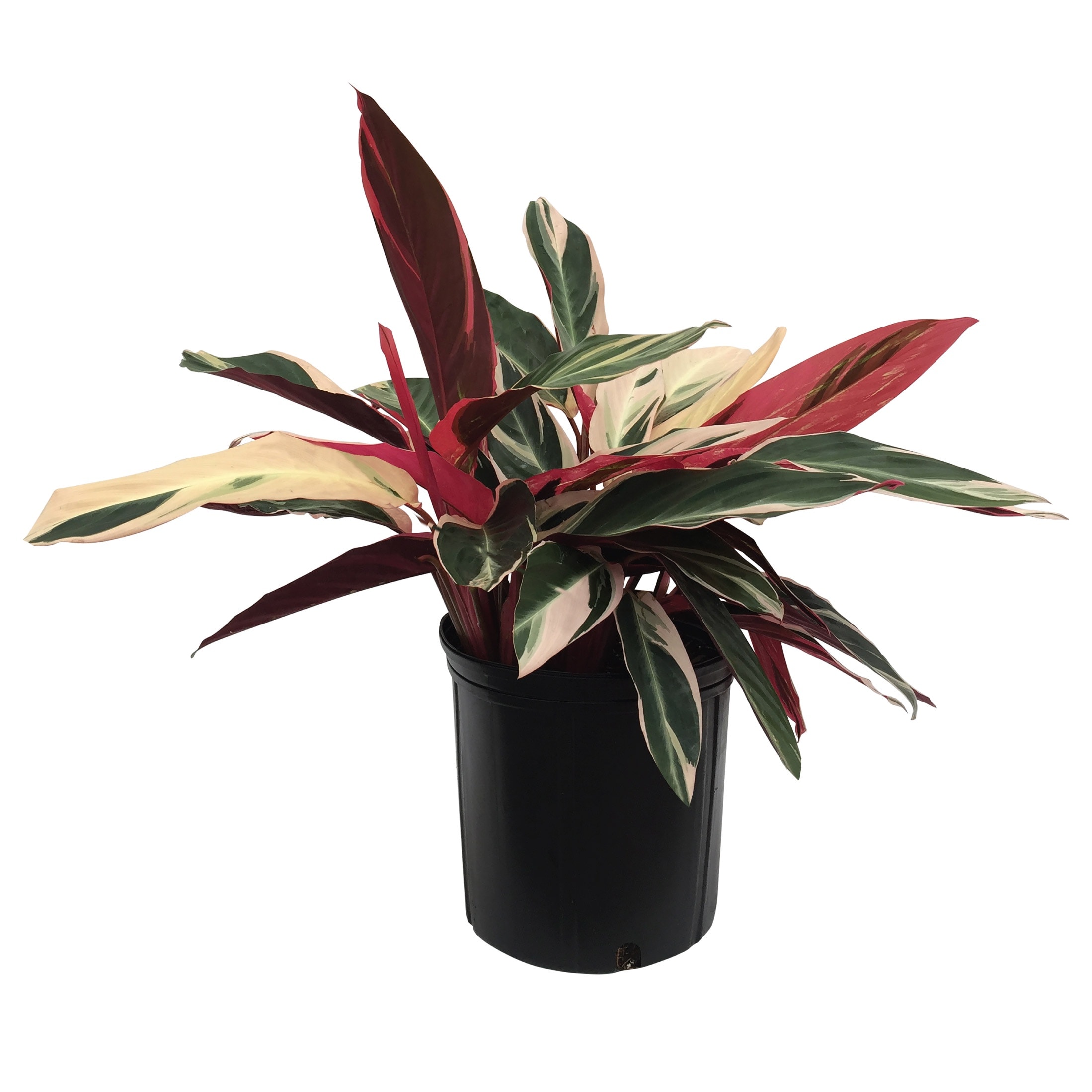 Nature's Way Farms - Triostar Stromanthe Prayer Plant House plant in 10 Inch(es) Pot 1 -Pack