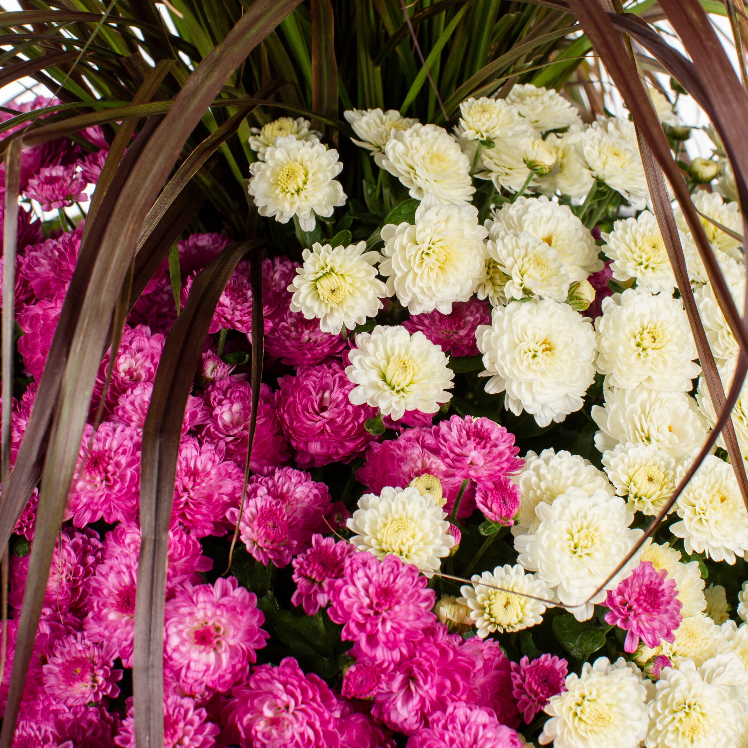 Lowe's NURSERY annuals - View #2