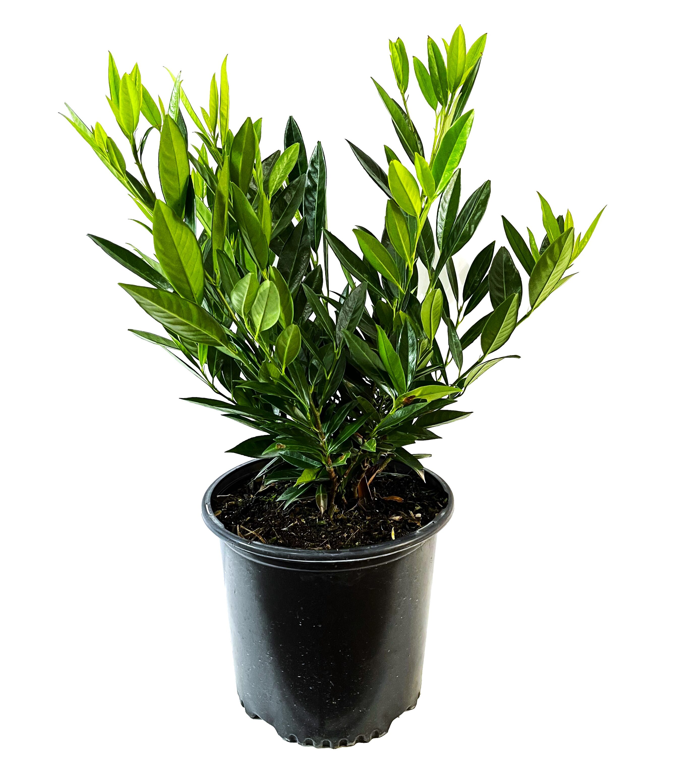  O622003 Otto Luyken Laurel Accent Shrub in 2.25 -Gallon Pot 1 -Pack with White Blooms
