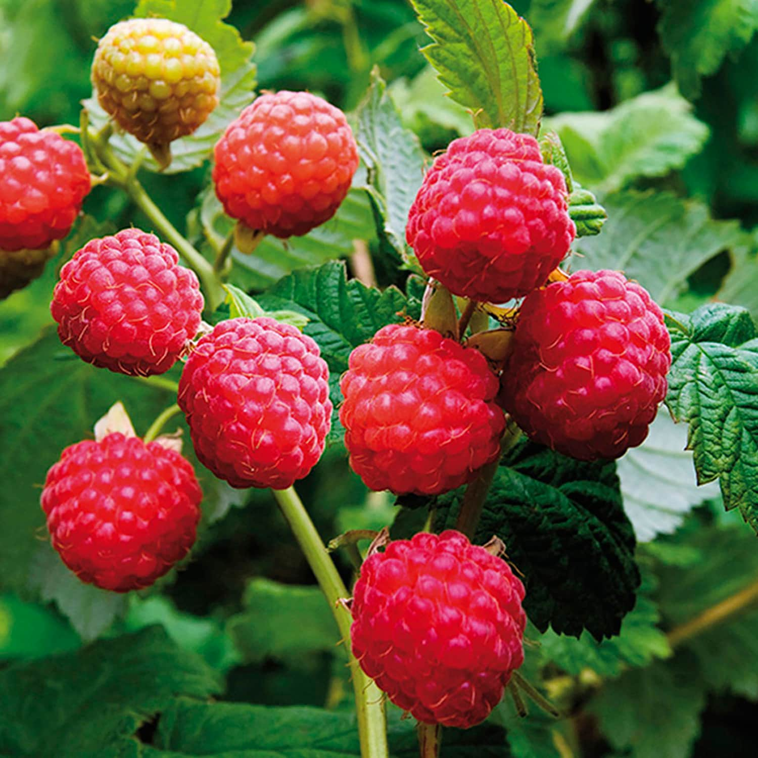 Raspberry Latham Red Plant Bulbs at Lowes.com