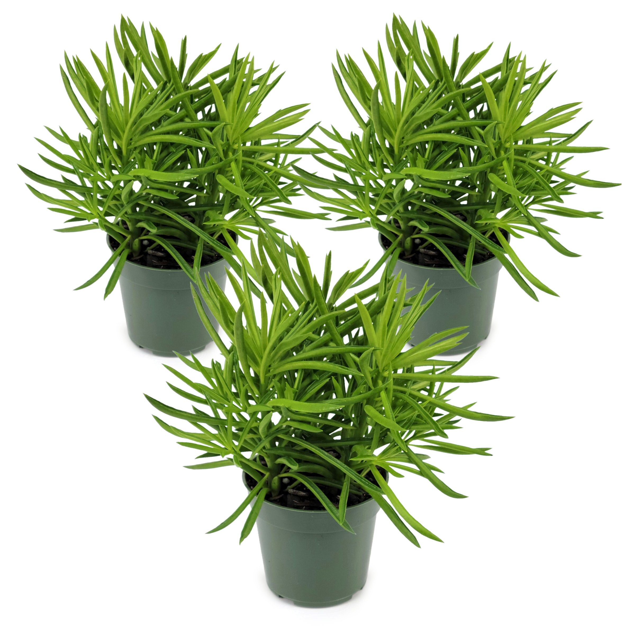 National Plant Network LW2332 hseplants - View #10