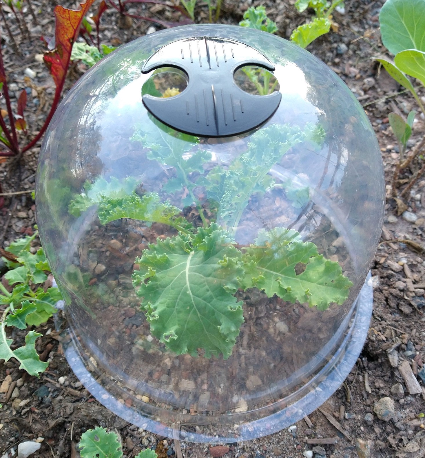 Clear PVC Mini Greenhouse Dome Kit with Metal Stakes