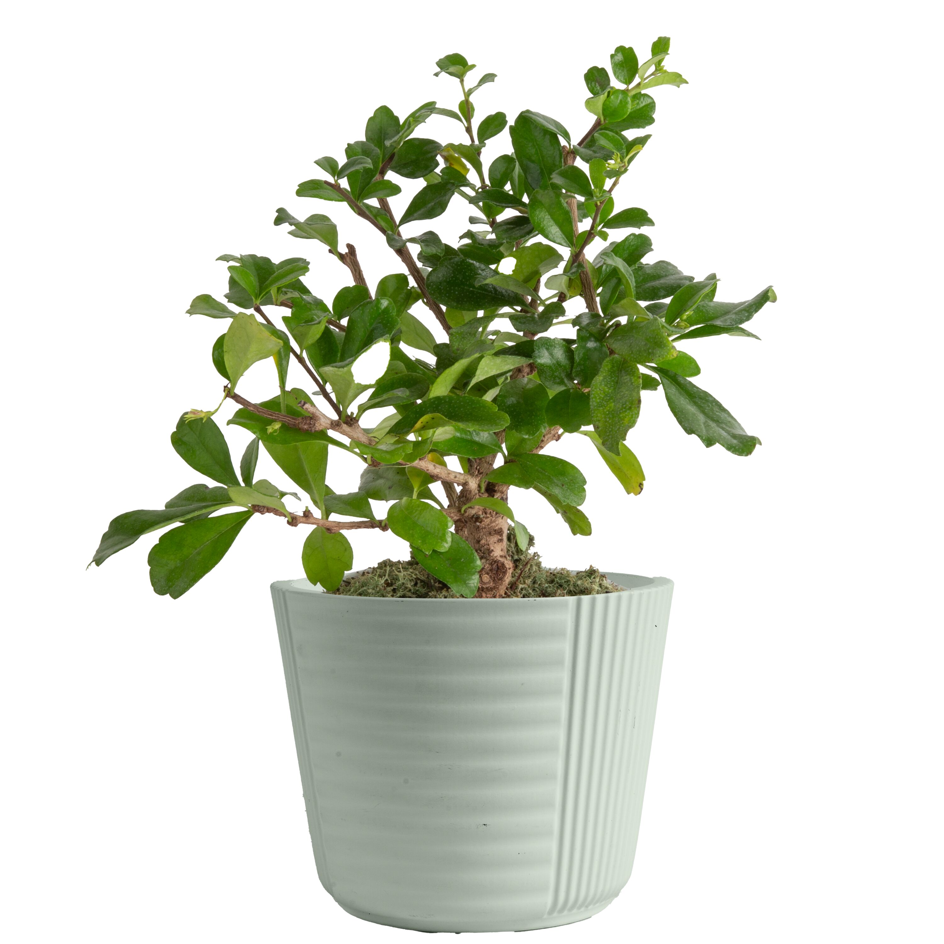 Bonsai House Plant in 1-in Pot in the House Plants department at 