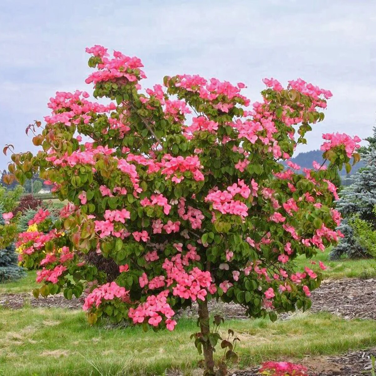 Southern Planters DOGHEA03G trees - View #3
