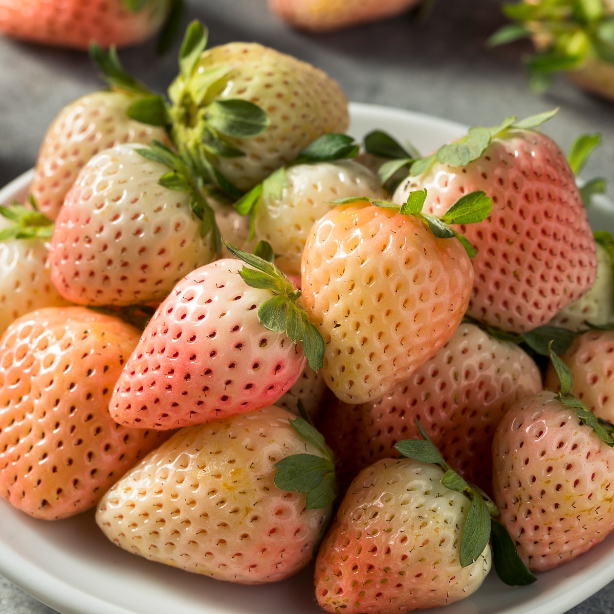 Van Zyverden 84851 20 -Pack Strawberry Plant in Bareroot Spring to Fall