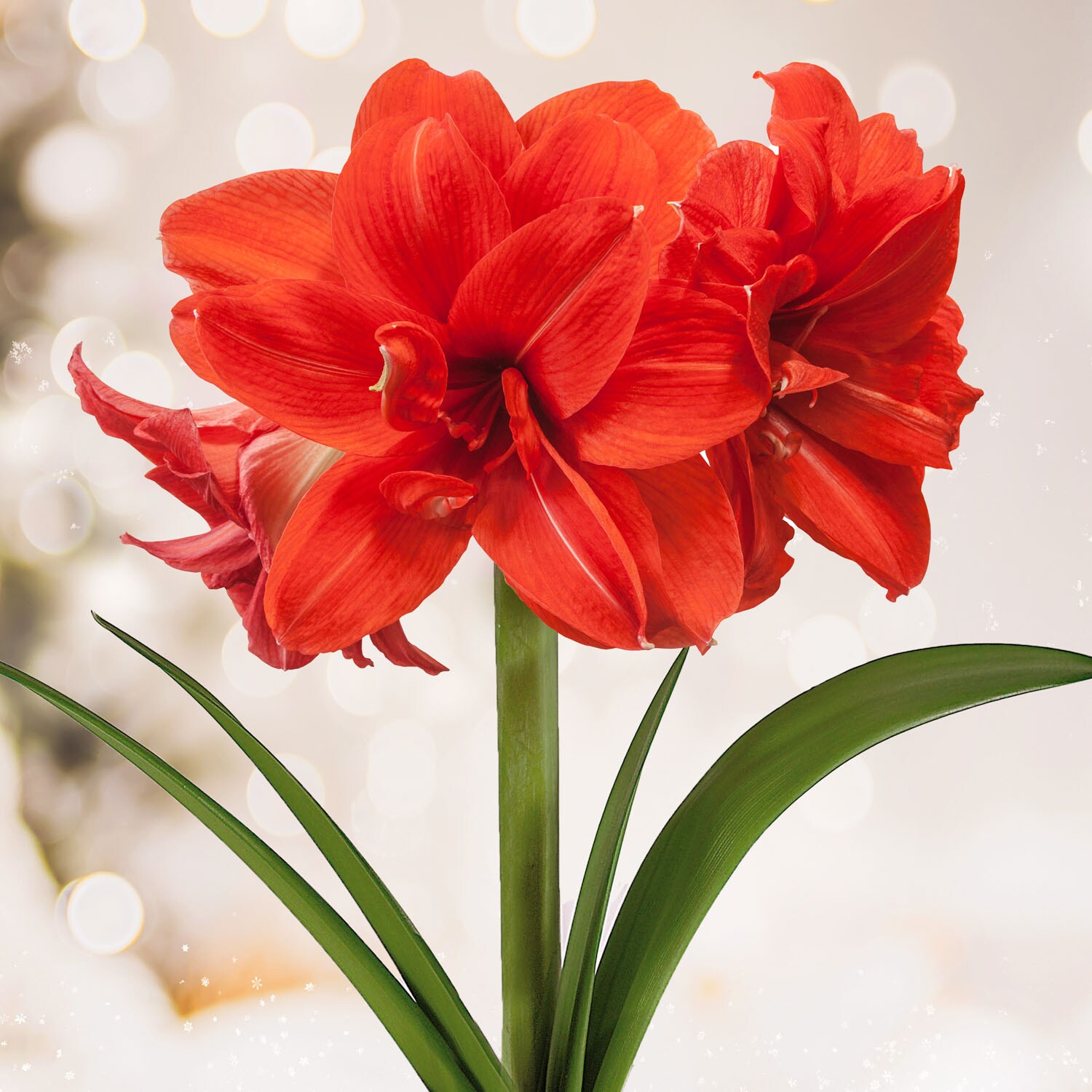 Garden State Bulb ECH-28-02-02 Red 28/30cm, White Snowman Sweater Amaryllis Bulbs 2 Count