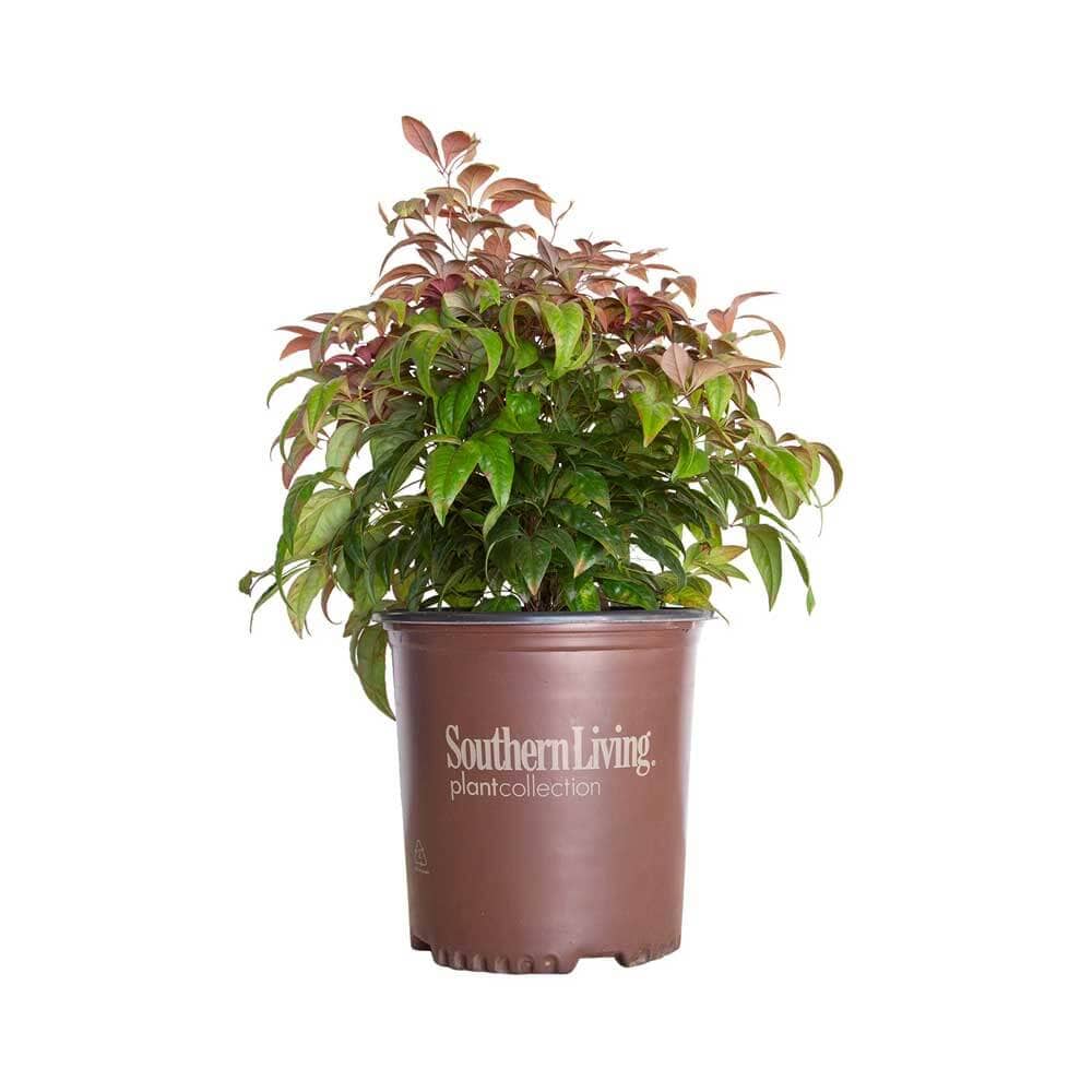 Southern Living Plant Collection 1.5 -Gallon Blush Pink Nandina Accent Shrub 1 -Pack