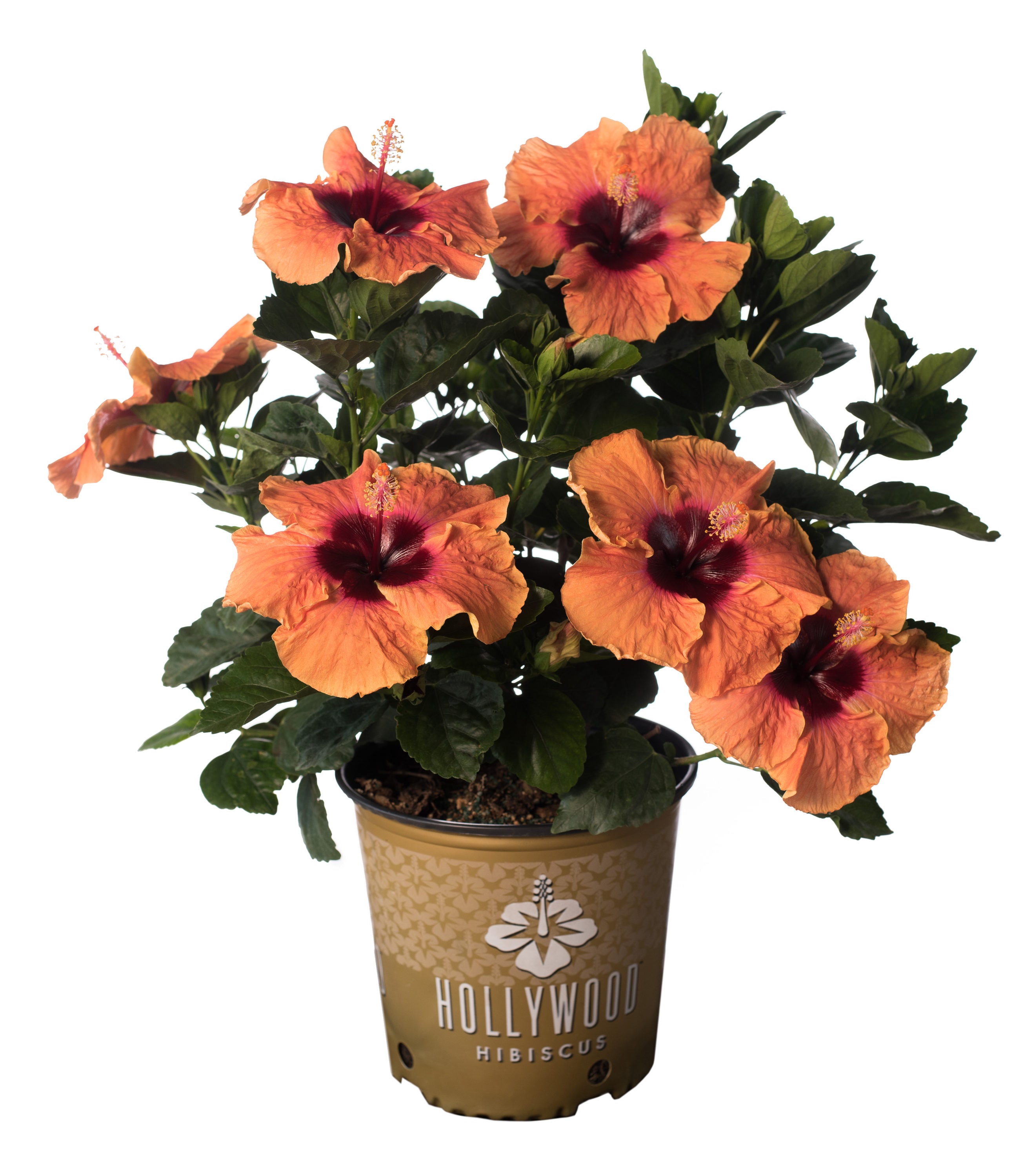 Oakland Athletics Big Logo And Light Coral Hibiscus 3D Hawaiian