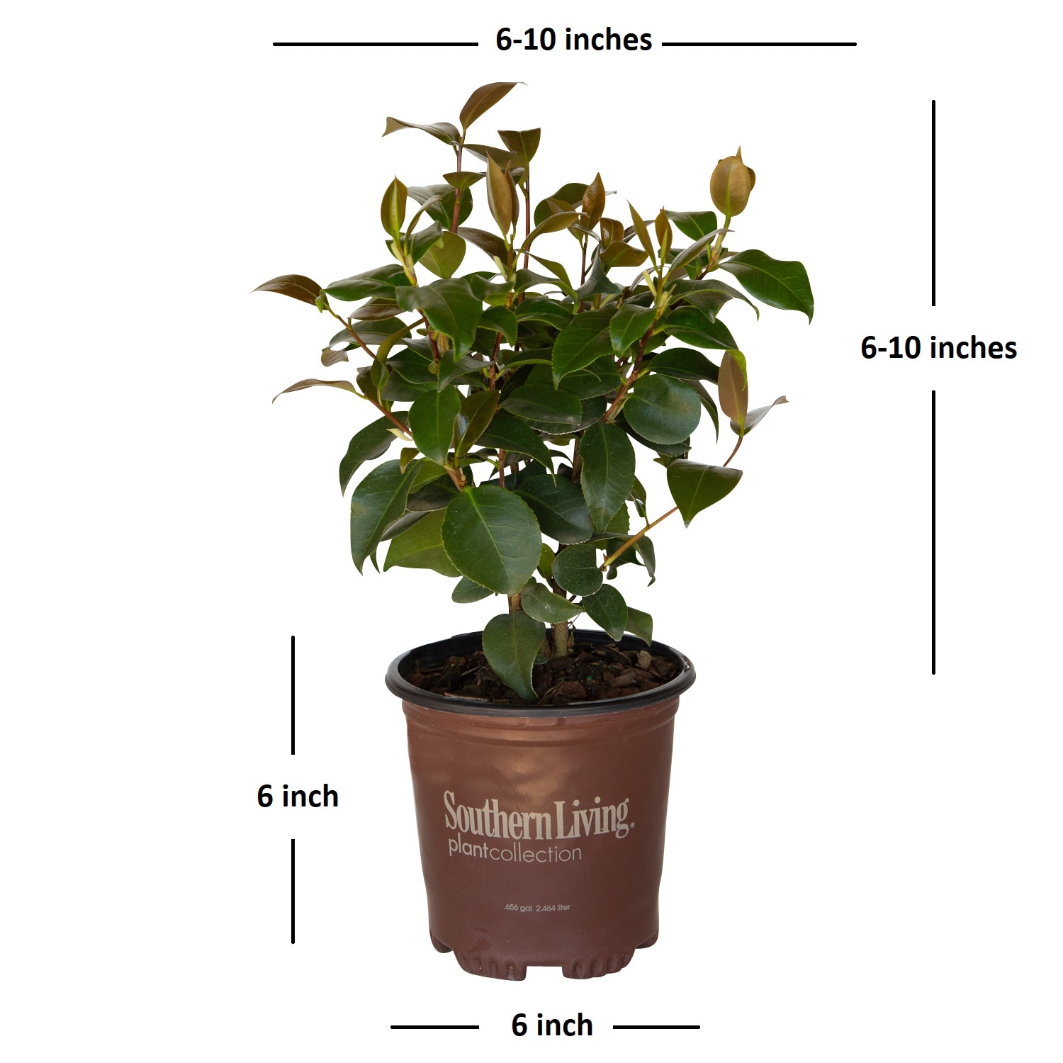 Southern Living 7763Q-1 shrubs - View #2