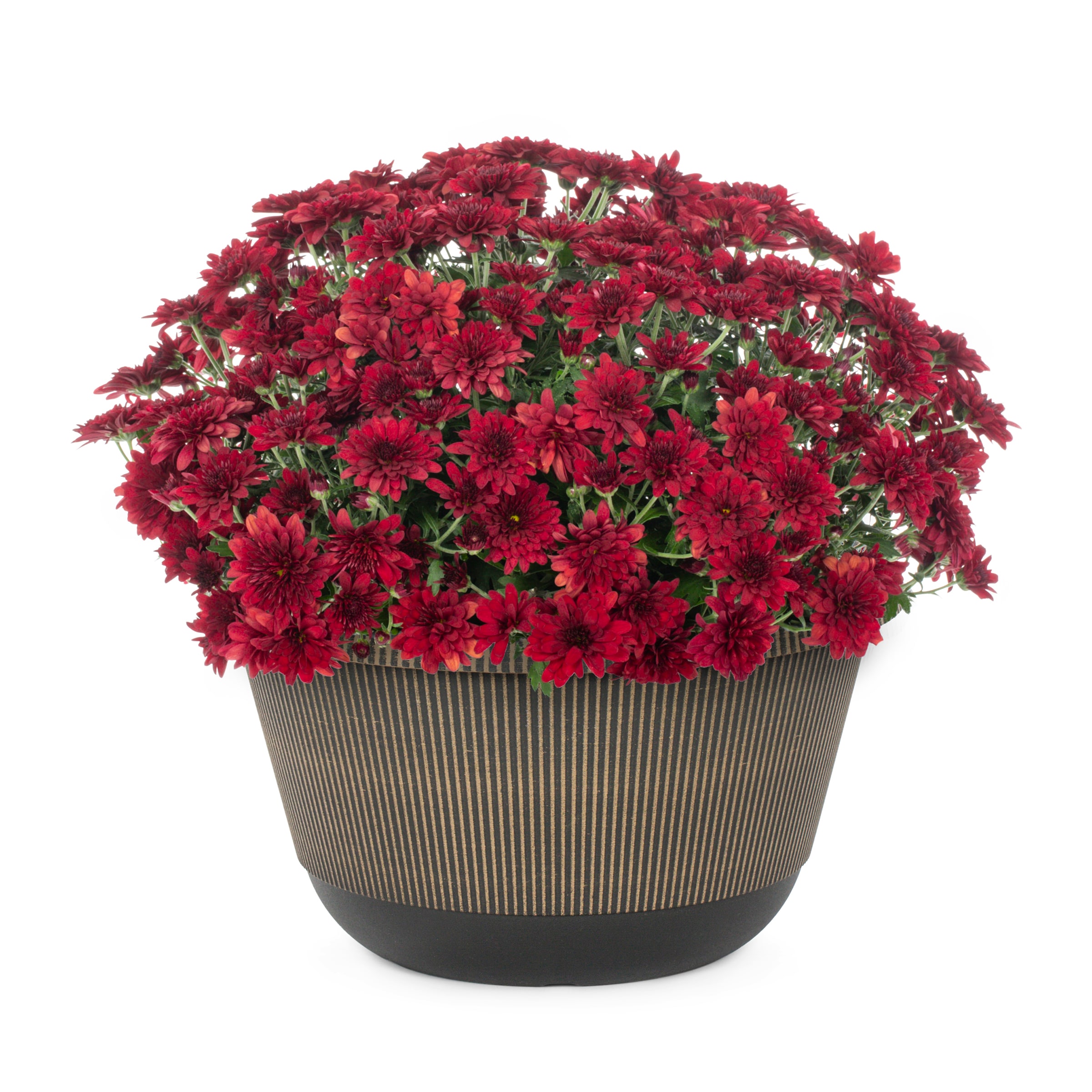 Lowe's NURSERY Red Mum in 2-Gallon Planter 4-Pack