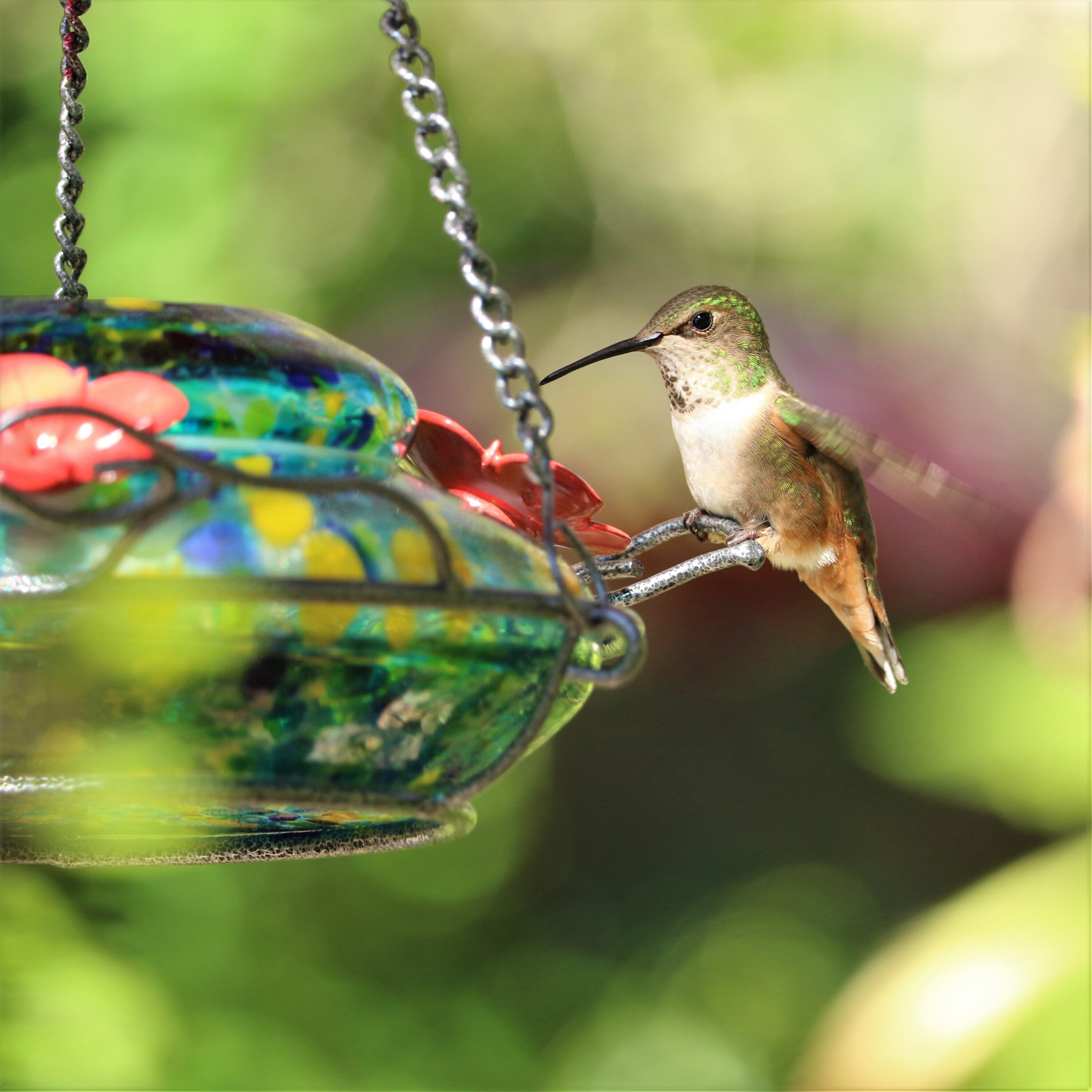 Nature's Way GHF7-CP1 Bird-Feeders - View #3
