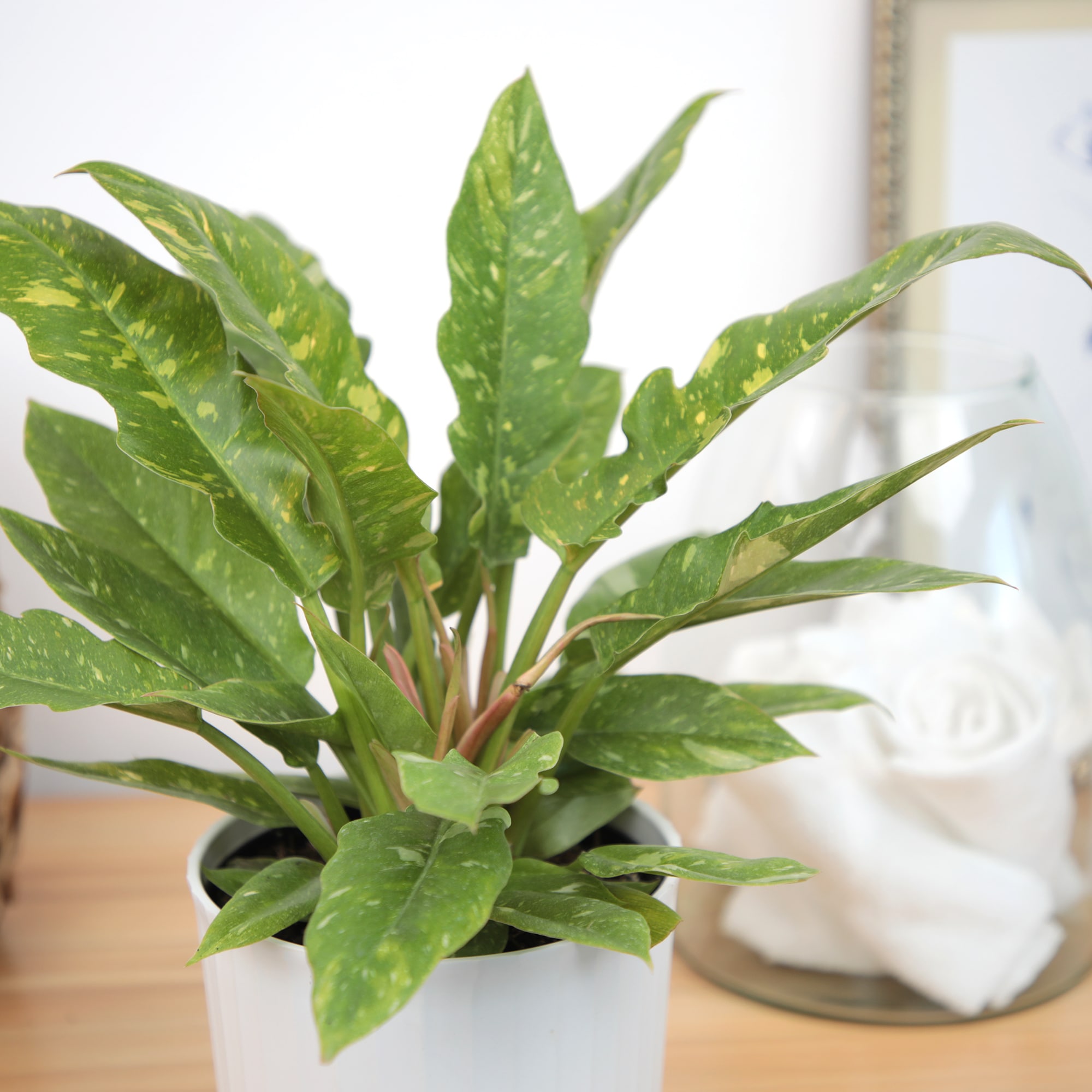 Lowe's 5628285 hseplants - View #5