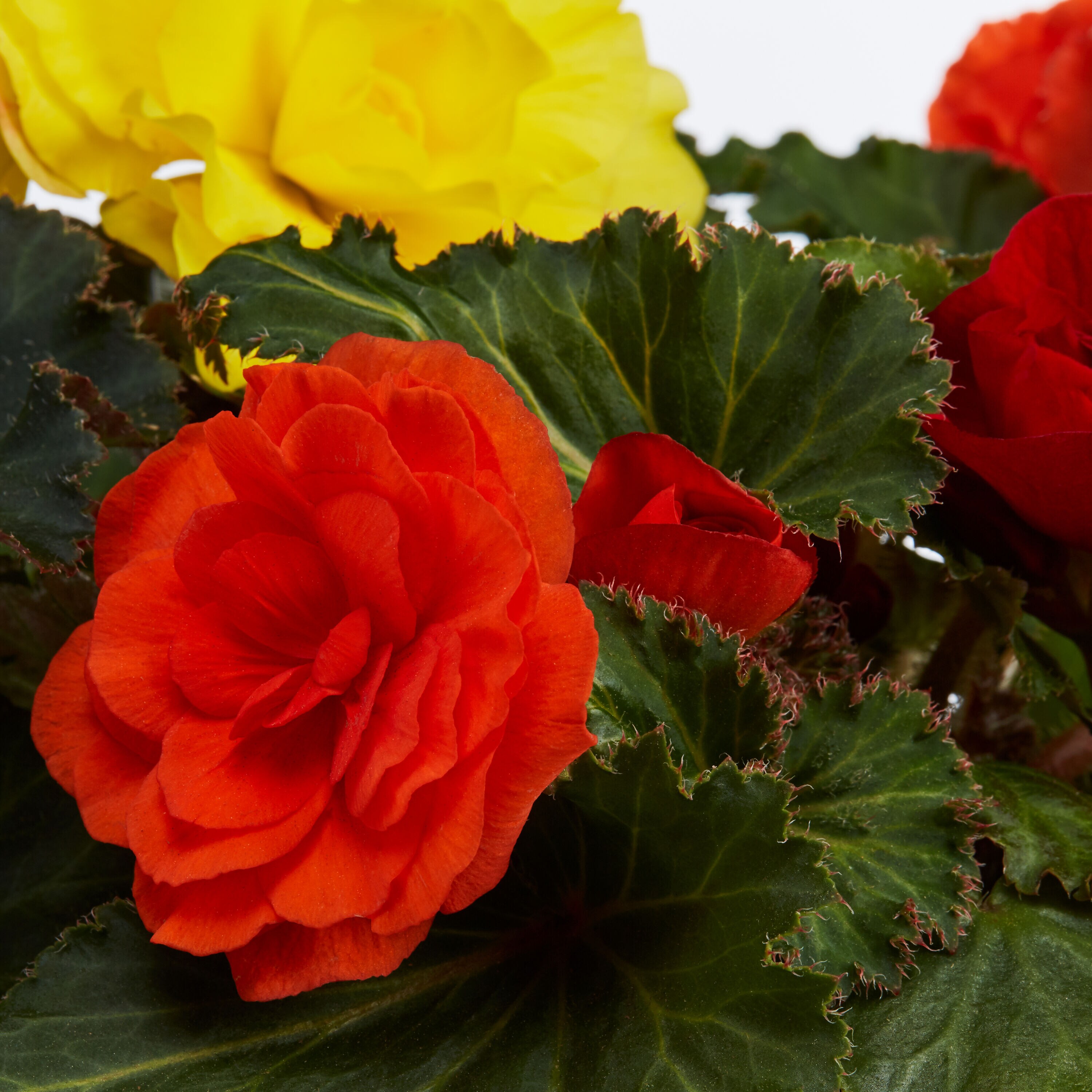 Begonia Annuals at 