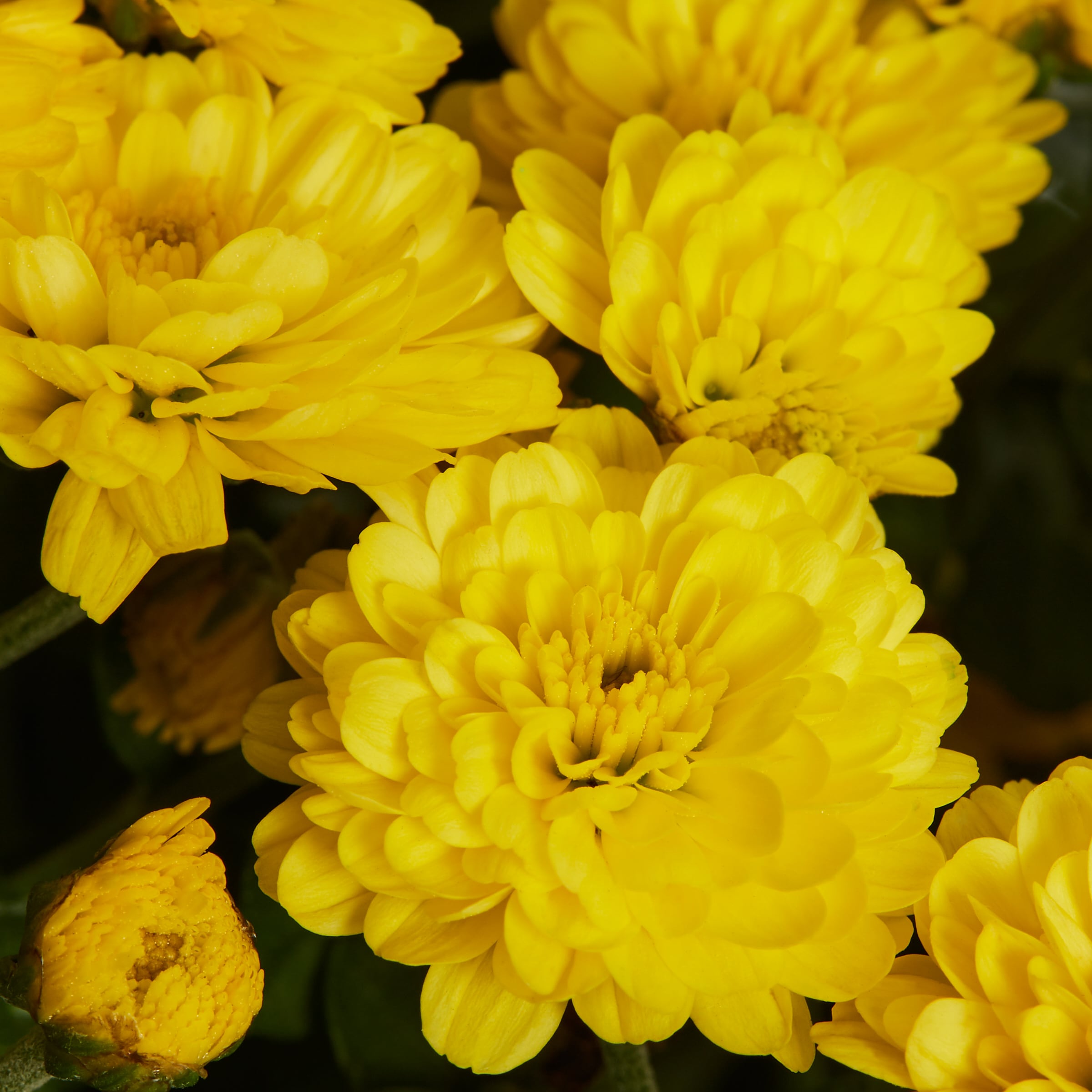 Metrolina Greenhouses 4384 annuals - View #2