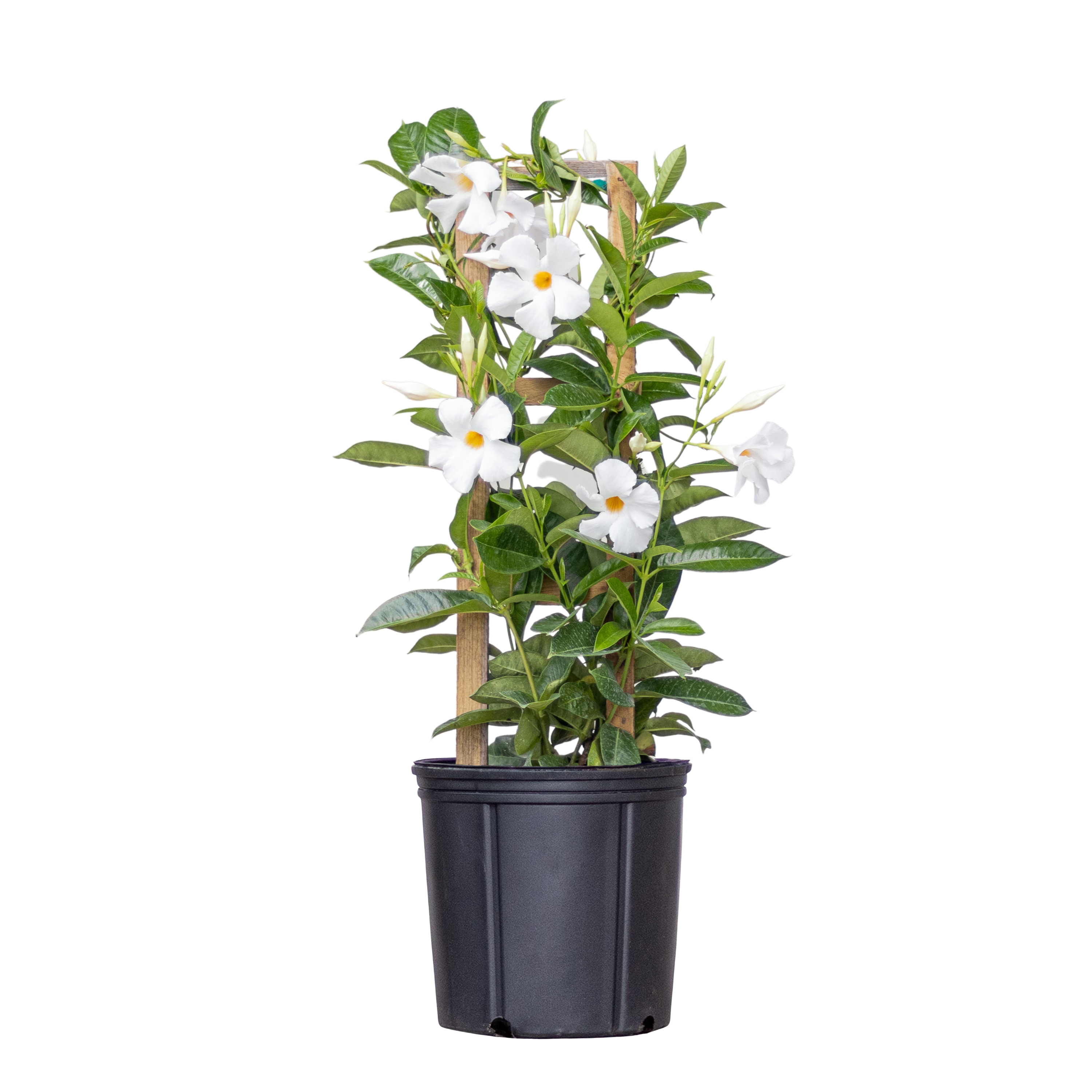 United Nursery 72567 White Rockettrumpet Plant in 9.25-in Pot