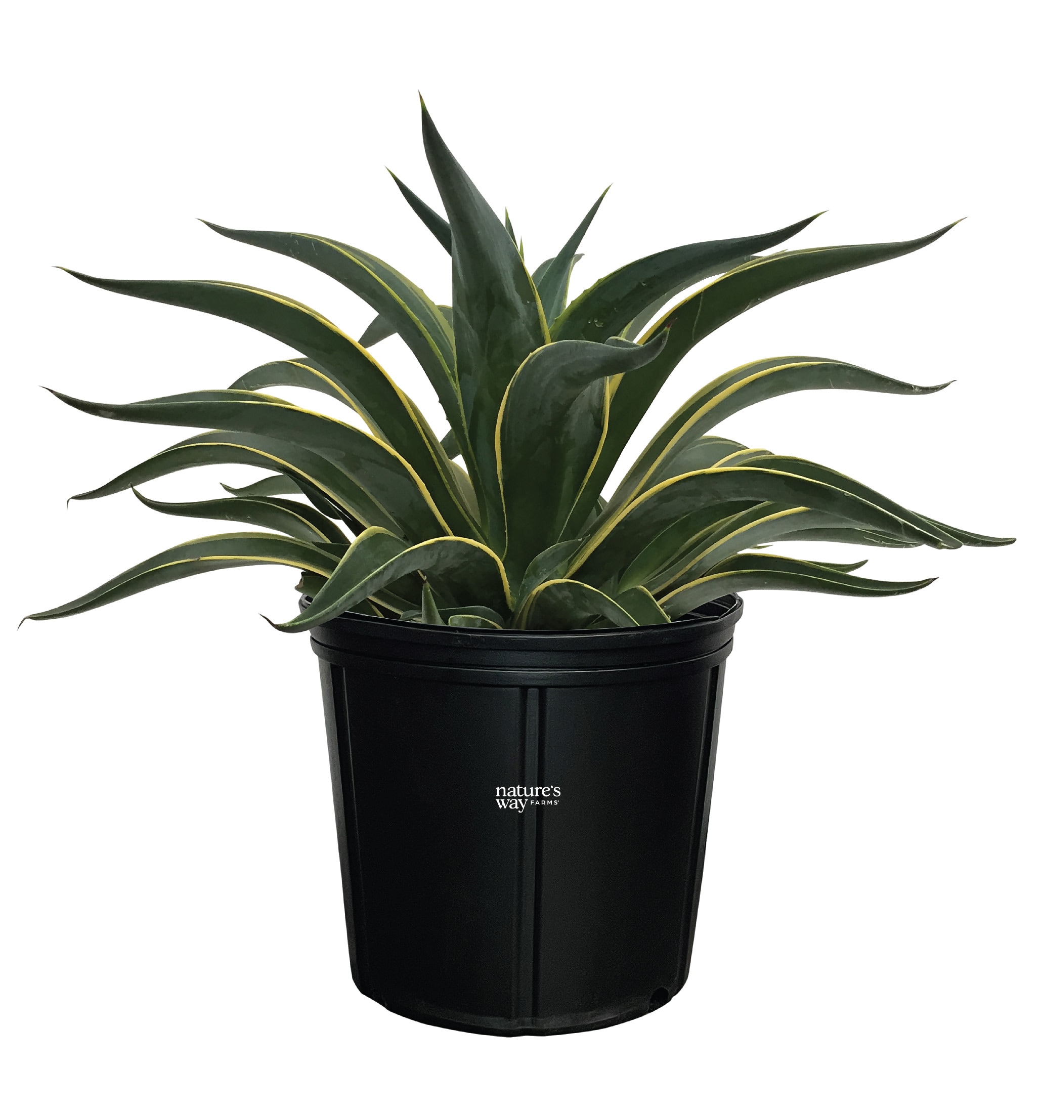 Nature's Way Farms 1 -Pack Variegated Agave Desmenttiana in 1 -in Pot