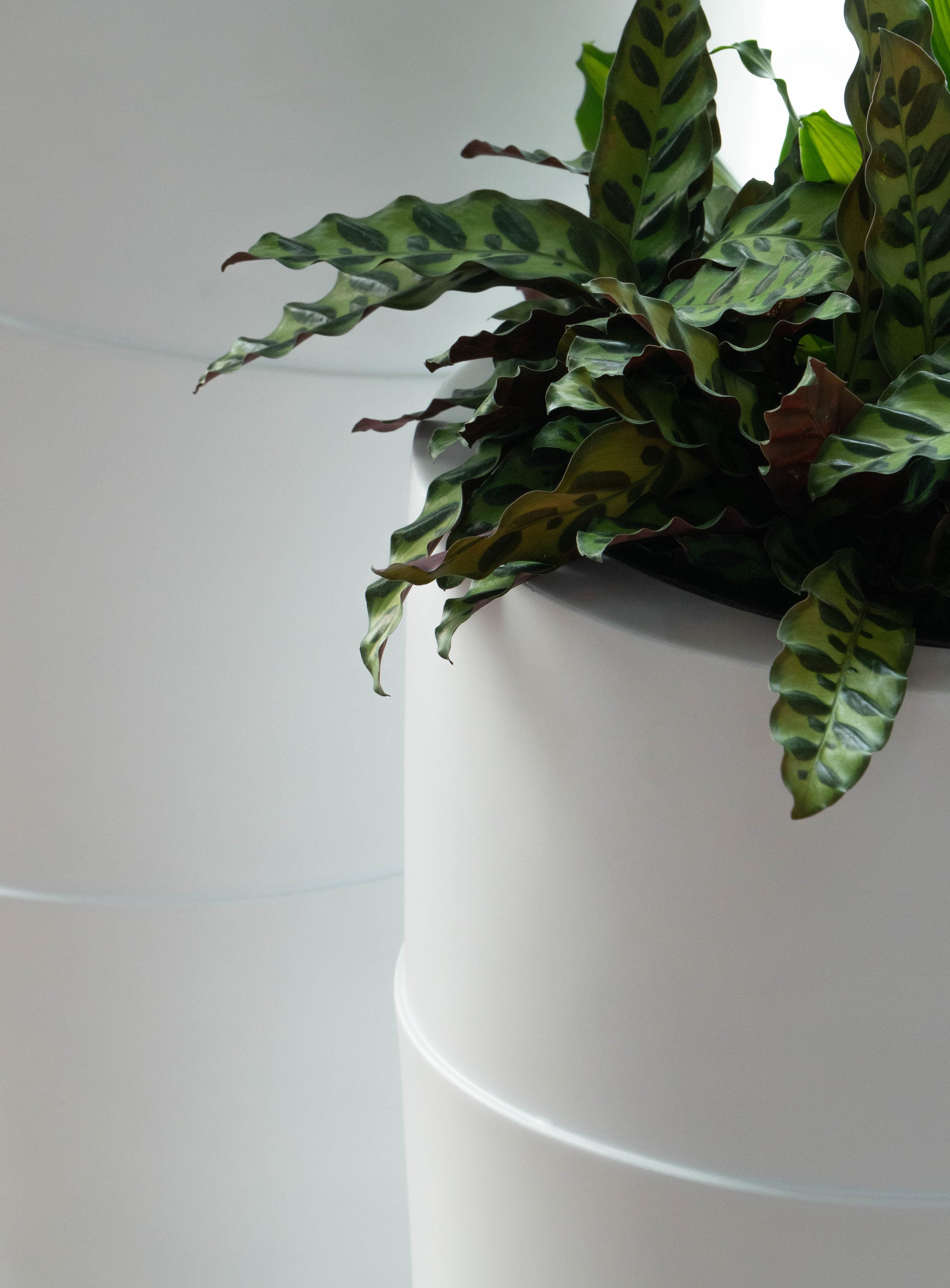 Vasesource CATENA40WH Planter-Window-Box - View #8