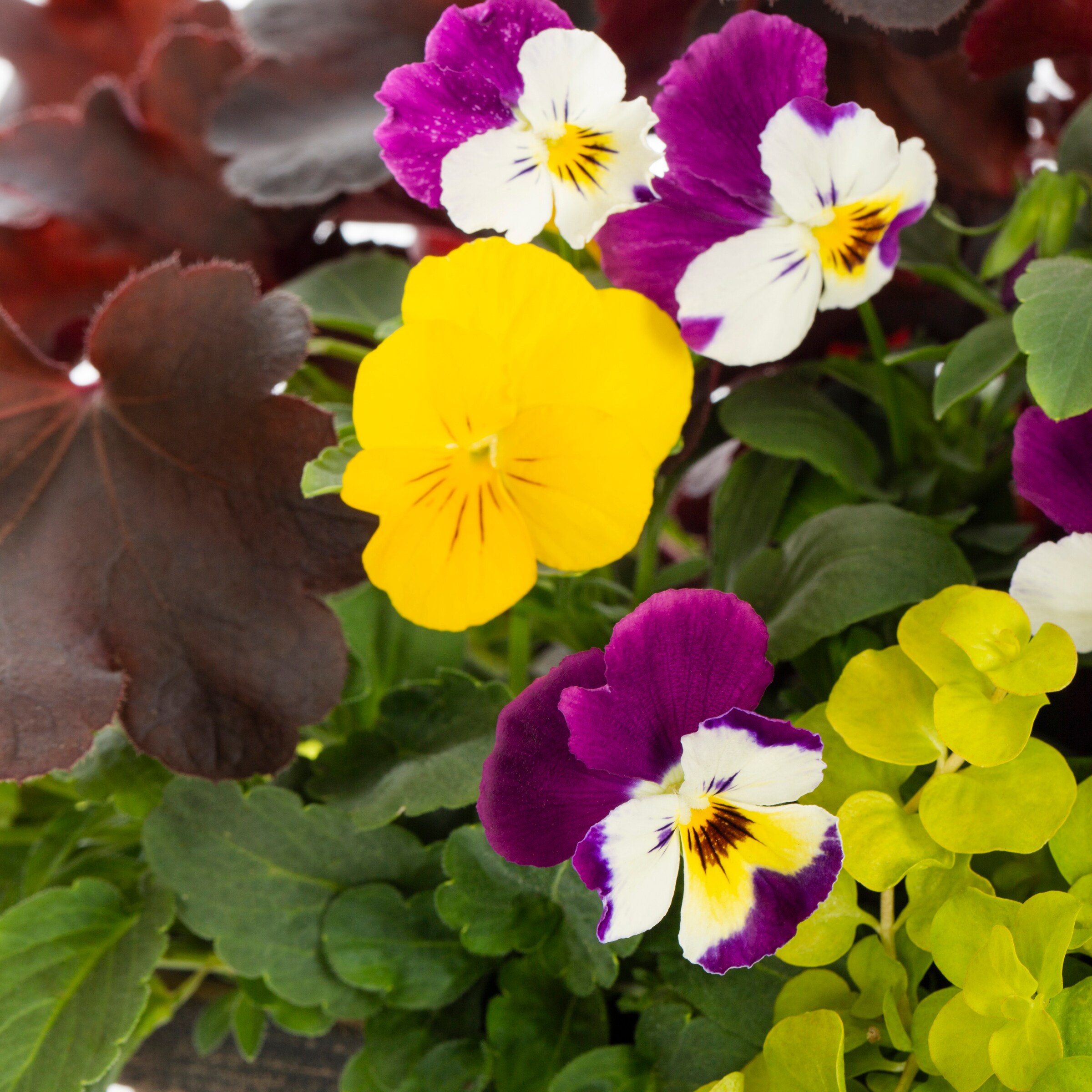 Lowe's NURSERY annuals - View #2
