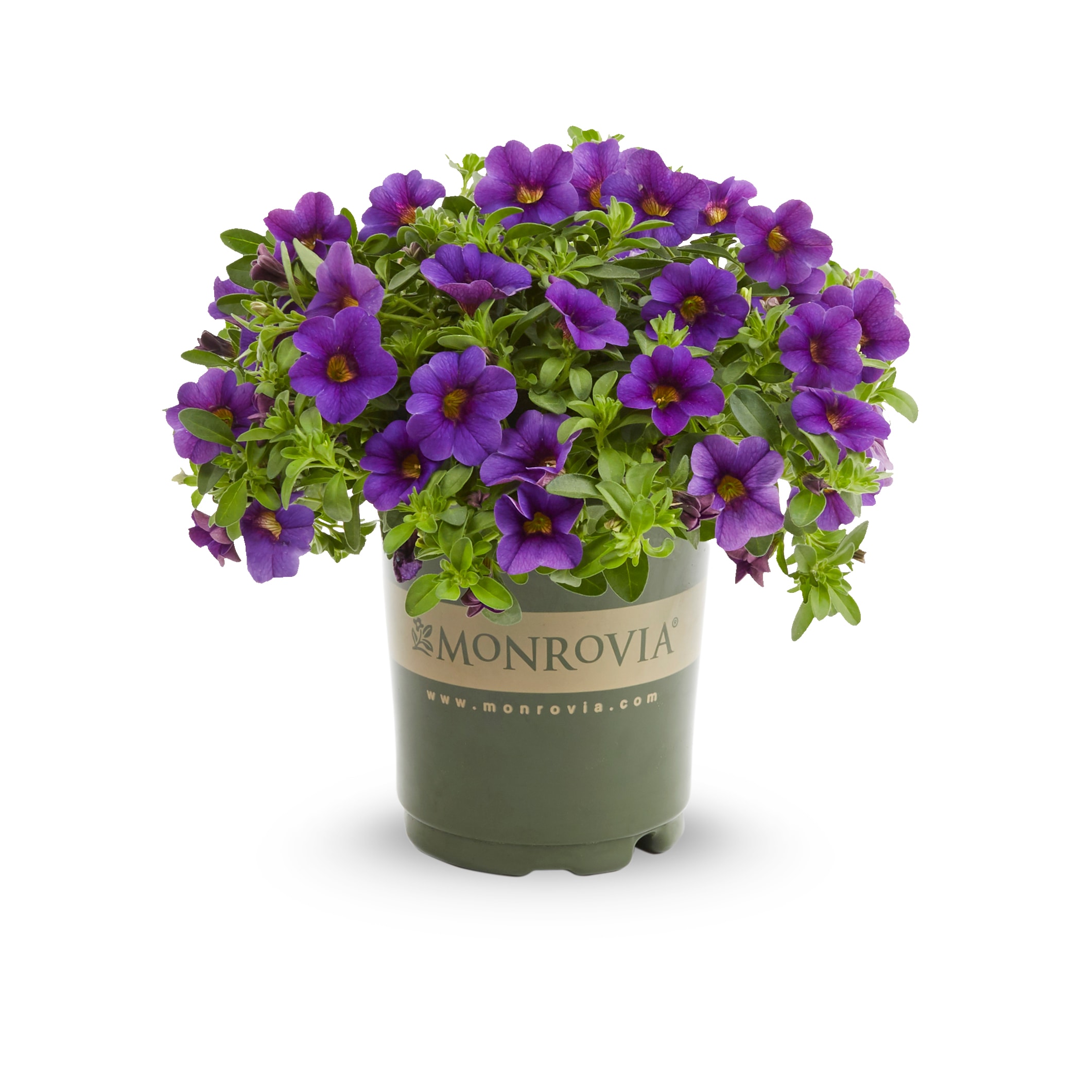 Monrovia 221614 annuals - View #5