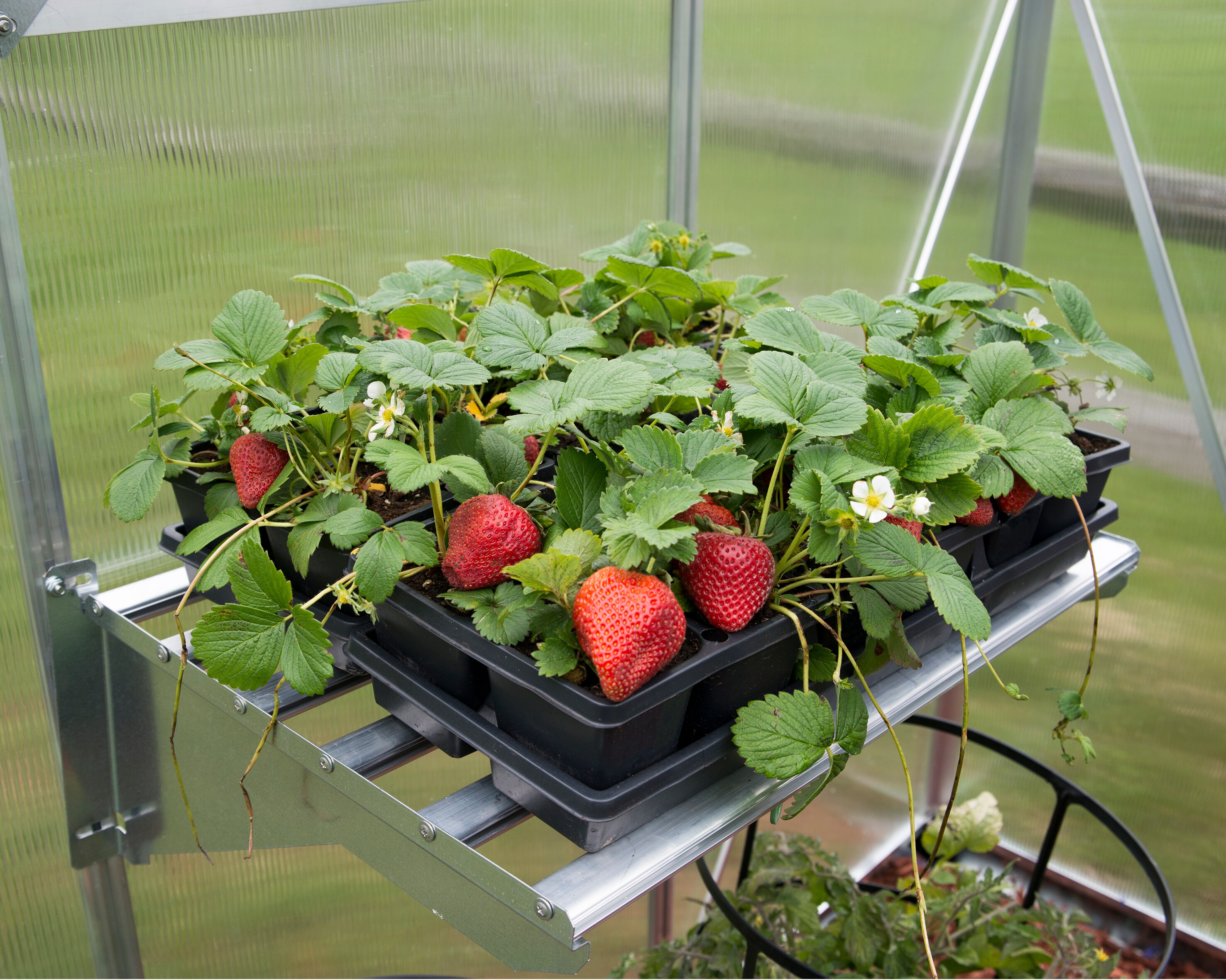 Palram 701935 Greenhouse-Vent-Openers - View #11