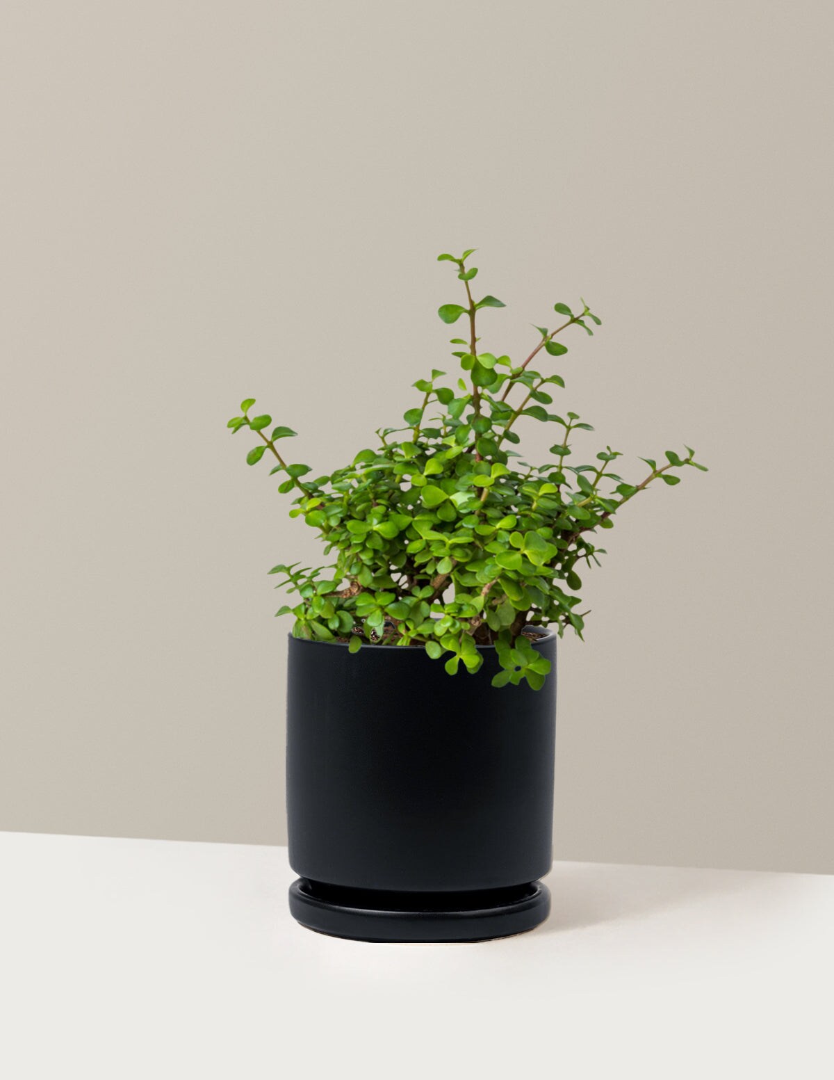 Elephant Insect The Sill Elephant Bush Prosperity Plant - Black Isabella Porcelain ...