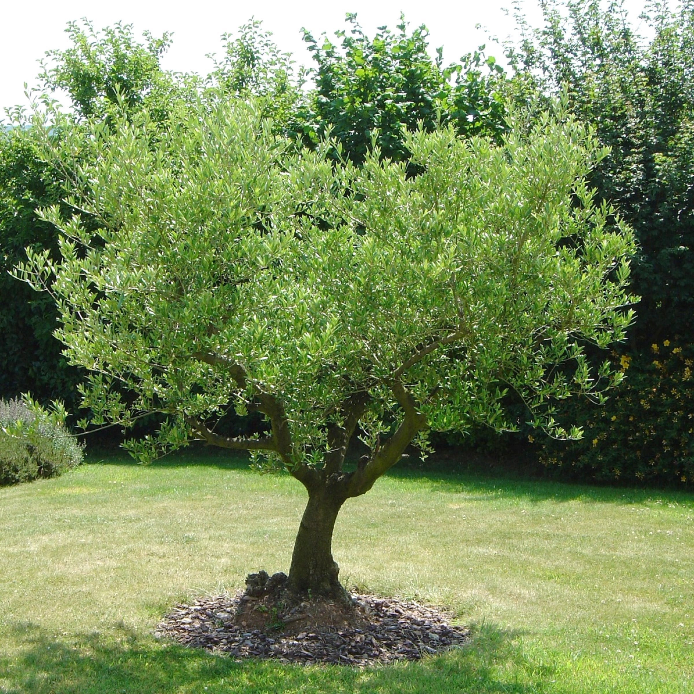 National Plant Network LW1444 trees - View #4