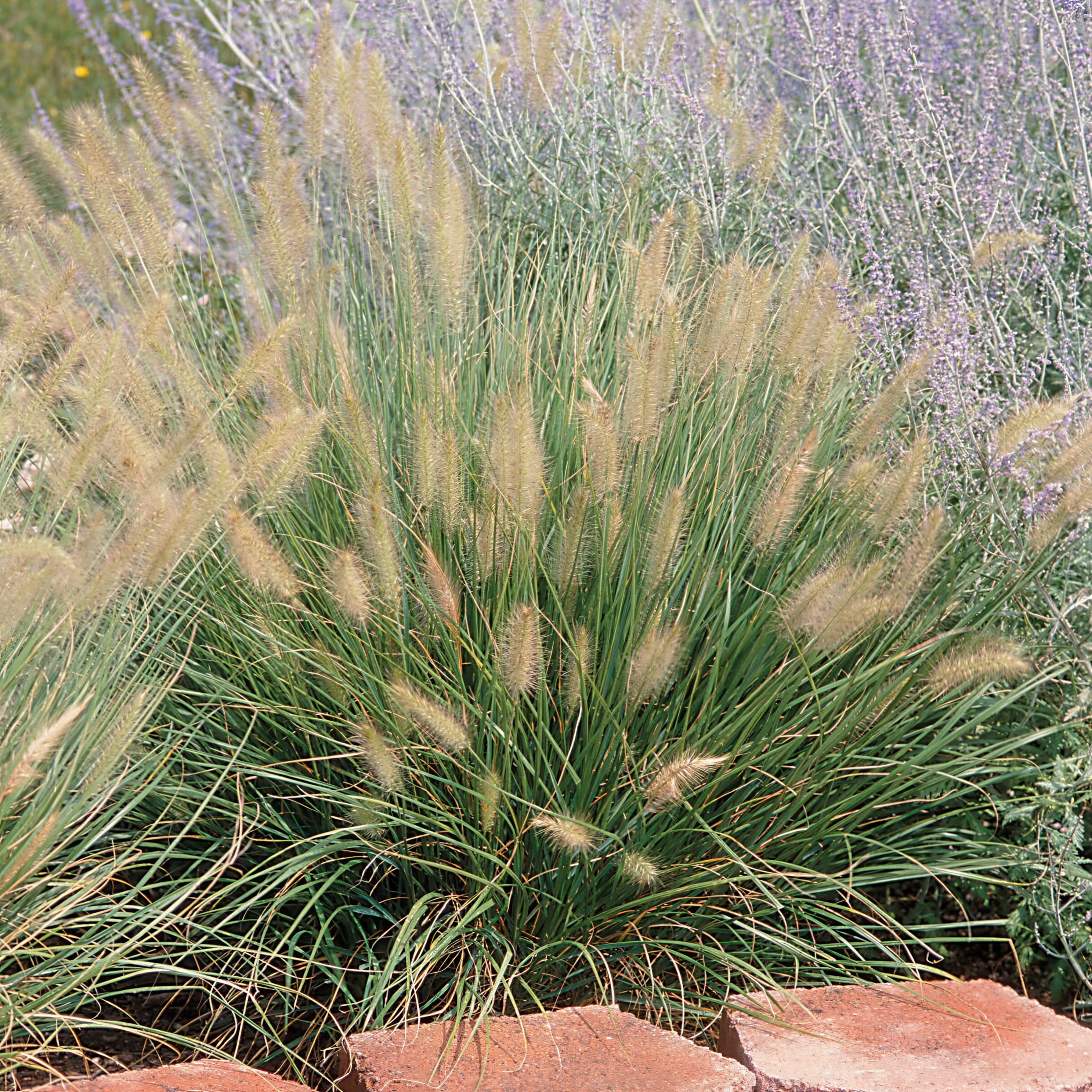 National Plant Network LW2195 perennials - View #6