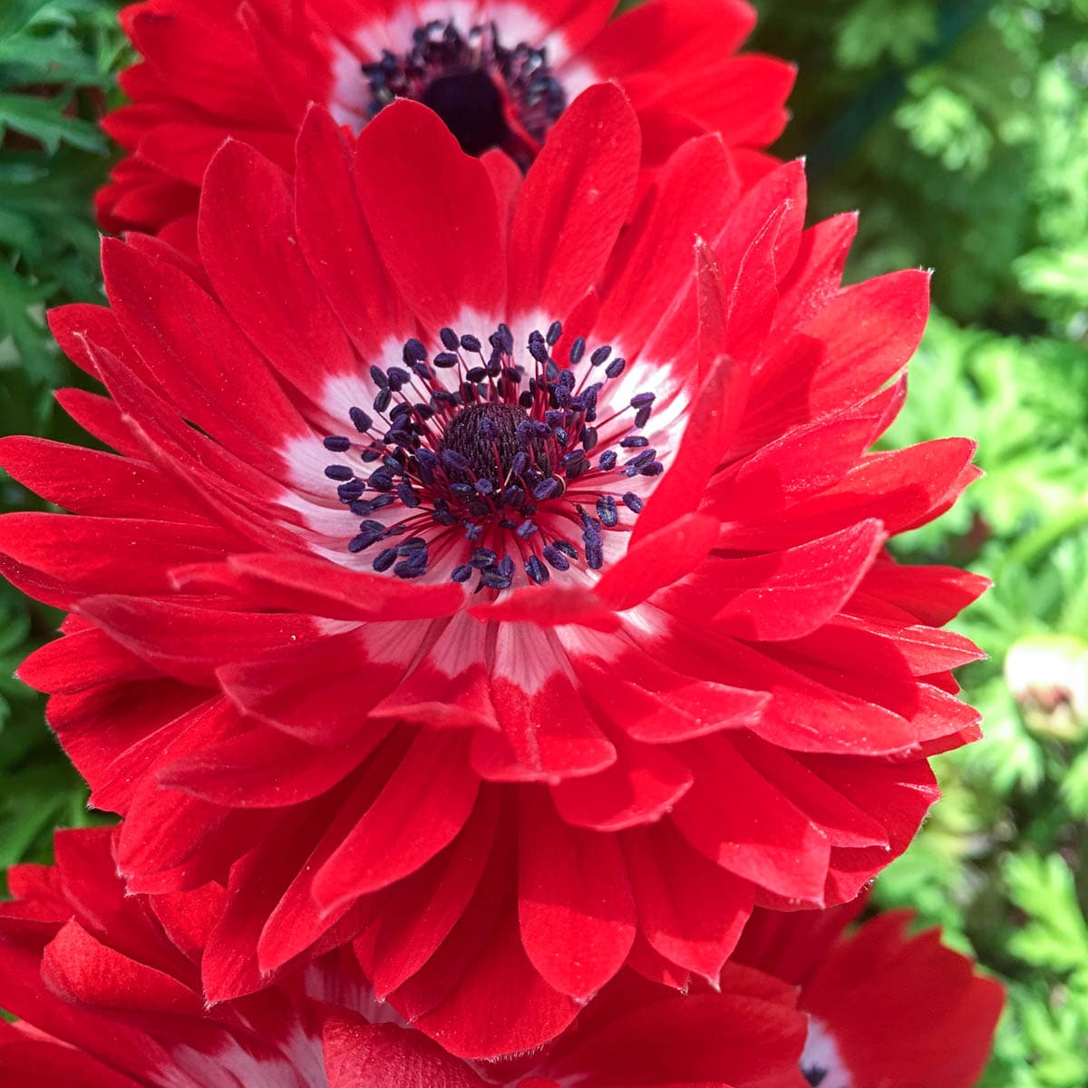 Breck's 90144 Red Harmony Double Scarlet Anemone Plant in 4 -in Pot