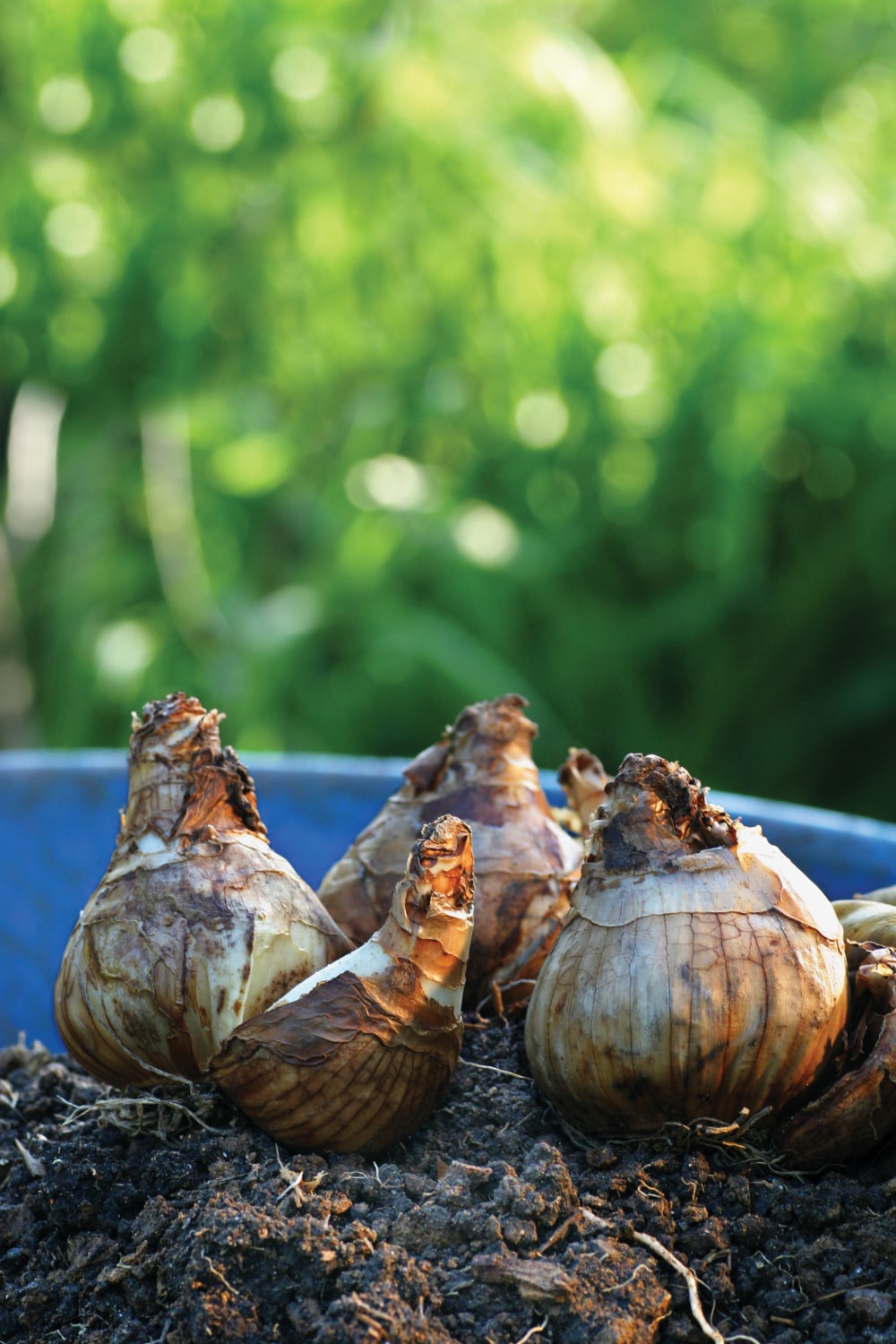 Direct Gardening 96102 Plant-Bulbs - View #3