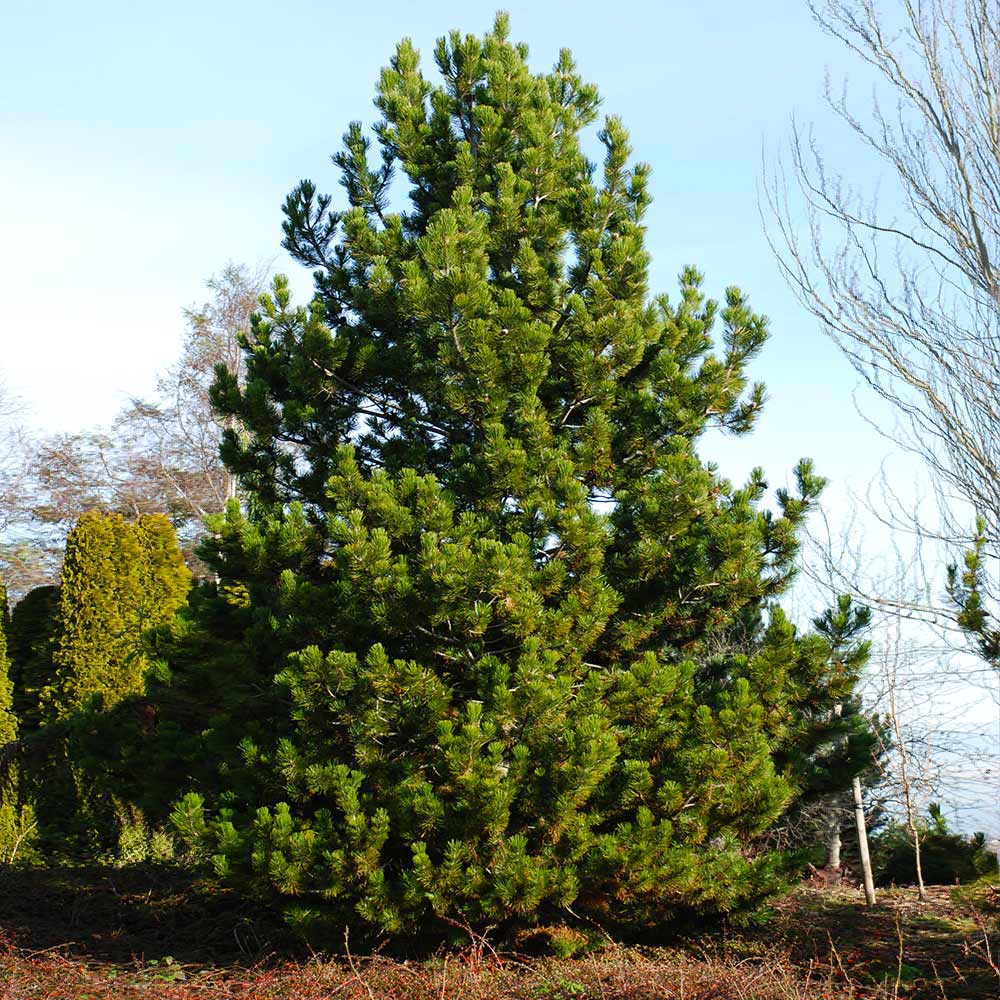 Brighter Blooms 11020 trees - View #4