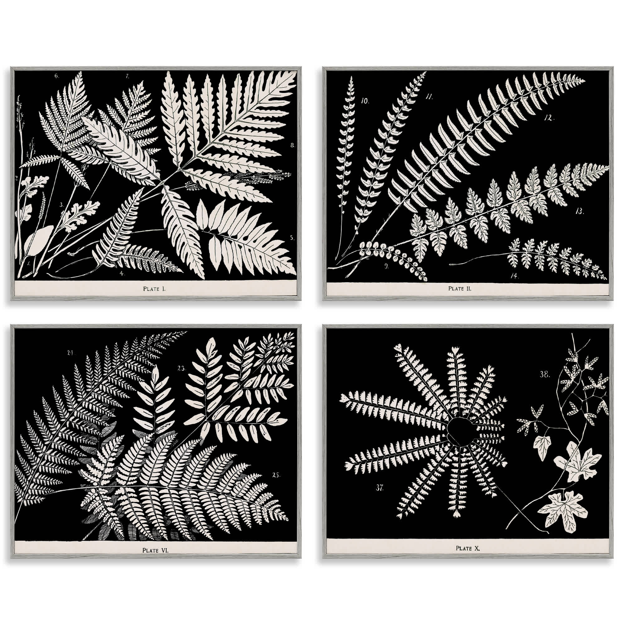 Stupell Industries A4-269-GFF-4PC-16X20 Ferns Studies with Stark Contrast 4pc Framed Giclee Set design by Phillipa Katz
