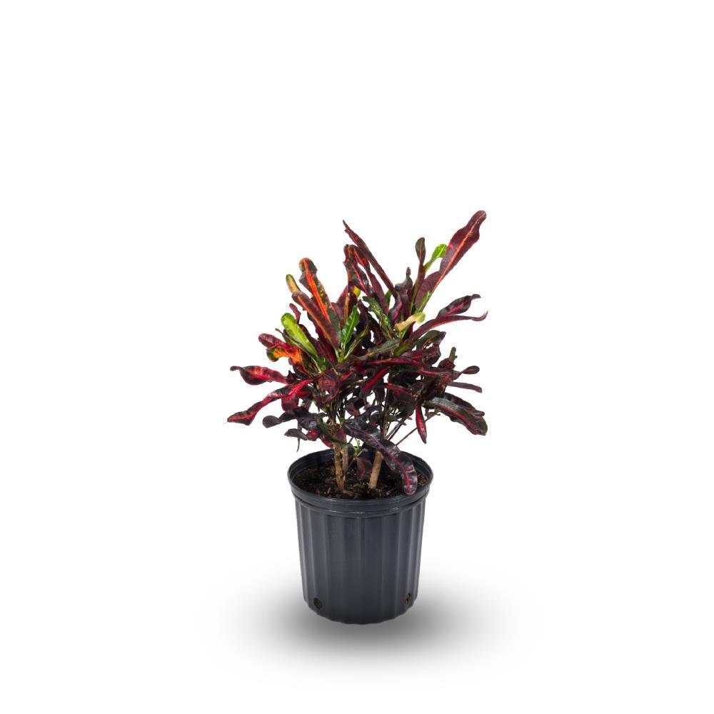 Lowe's NURSERY Mamey Croton in 2-Gallon Pot