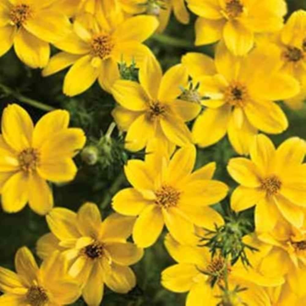 Lowe's NURSERY annuals - View #3