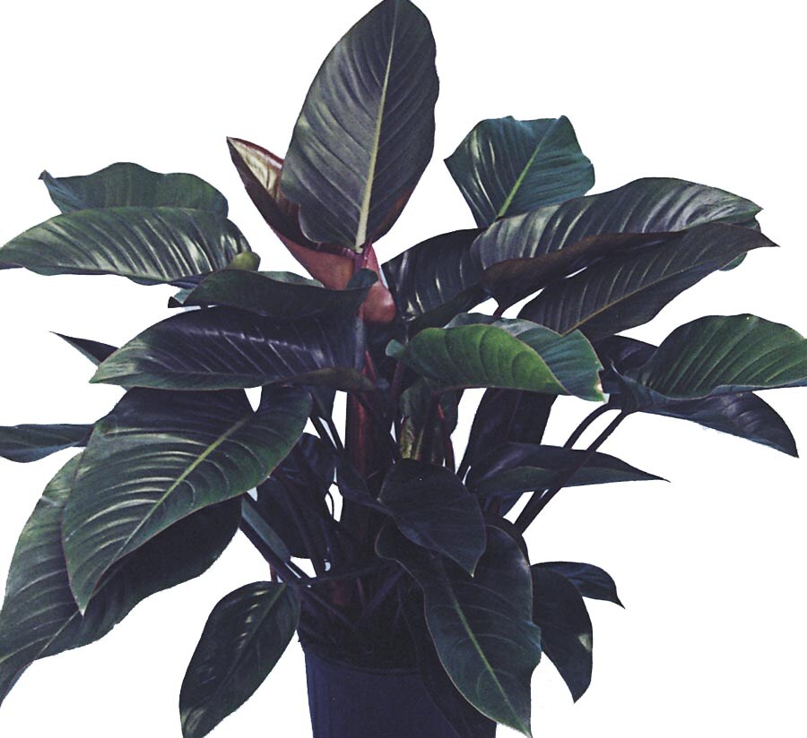 Lowe's Rojo Congo Philodendron in the Tropical Plants department at