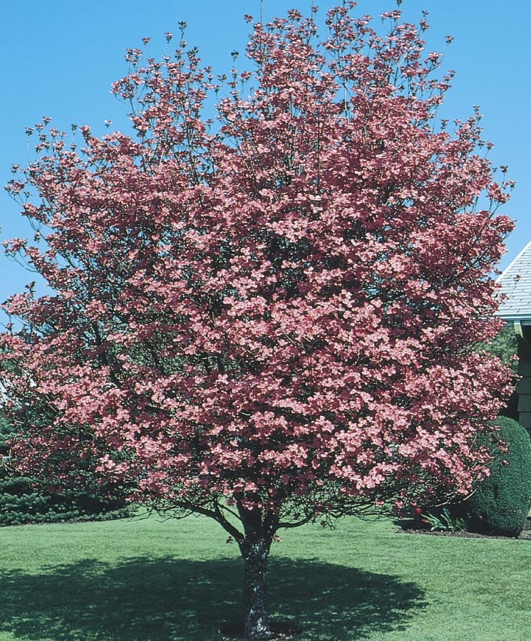  NURSERY 6-Gallon Pink Flowering Tree Pink Crabapple In Pot (With Soil)