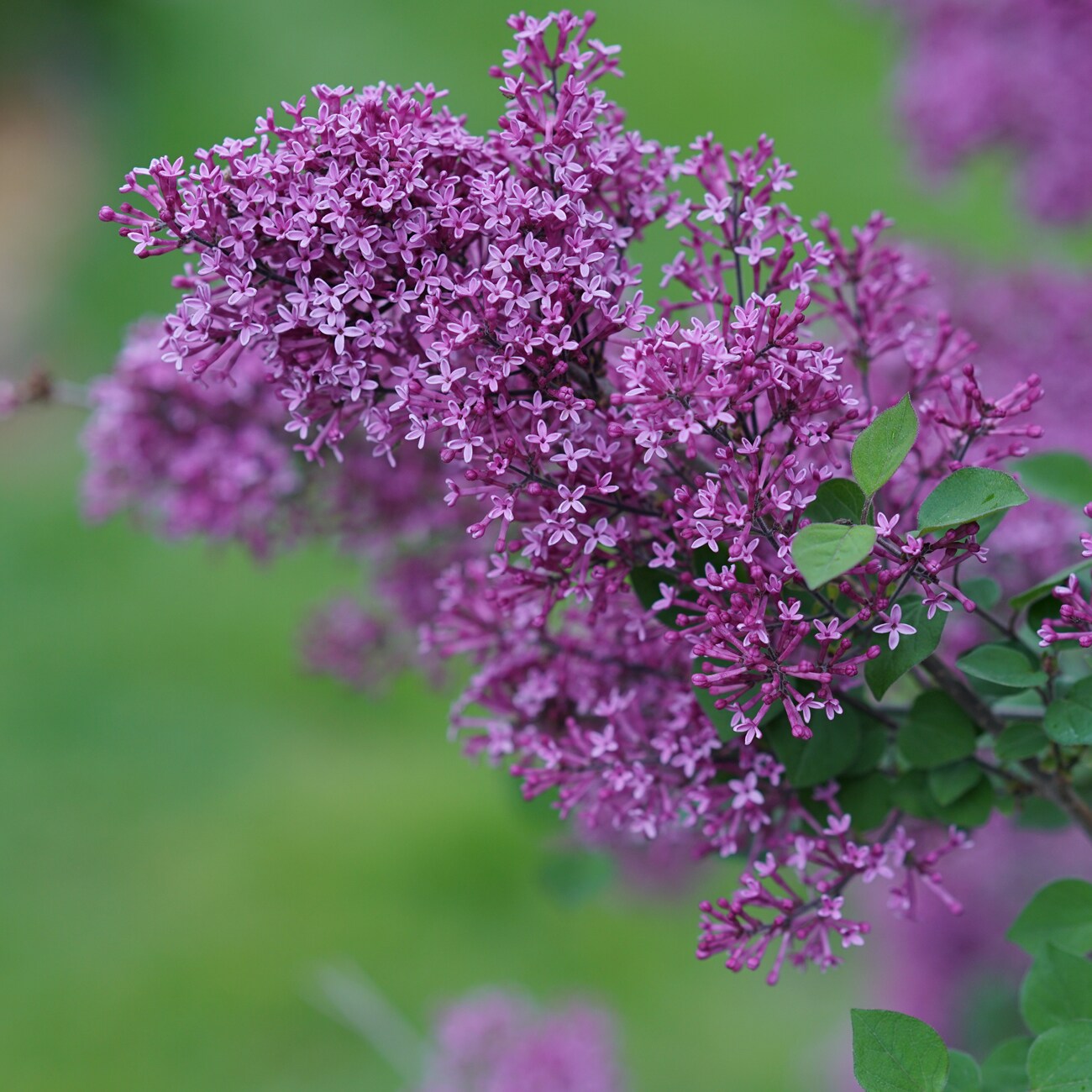 Van Zyverden 82949 Purple Syringa Bloomerang Dark Purple Bulbs 1 Count