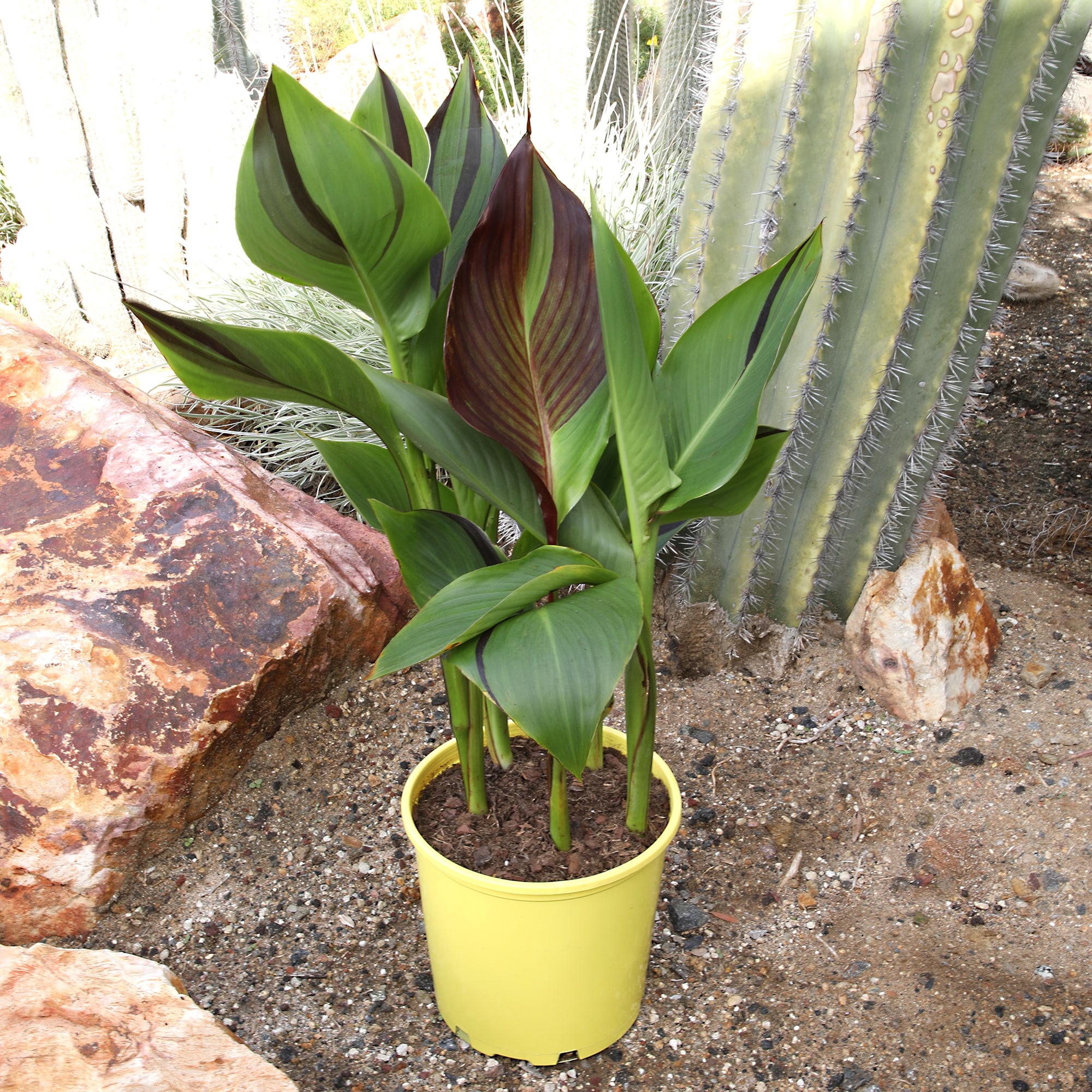 Altman Plants 0881319 perennials - View #2