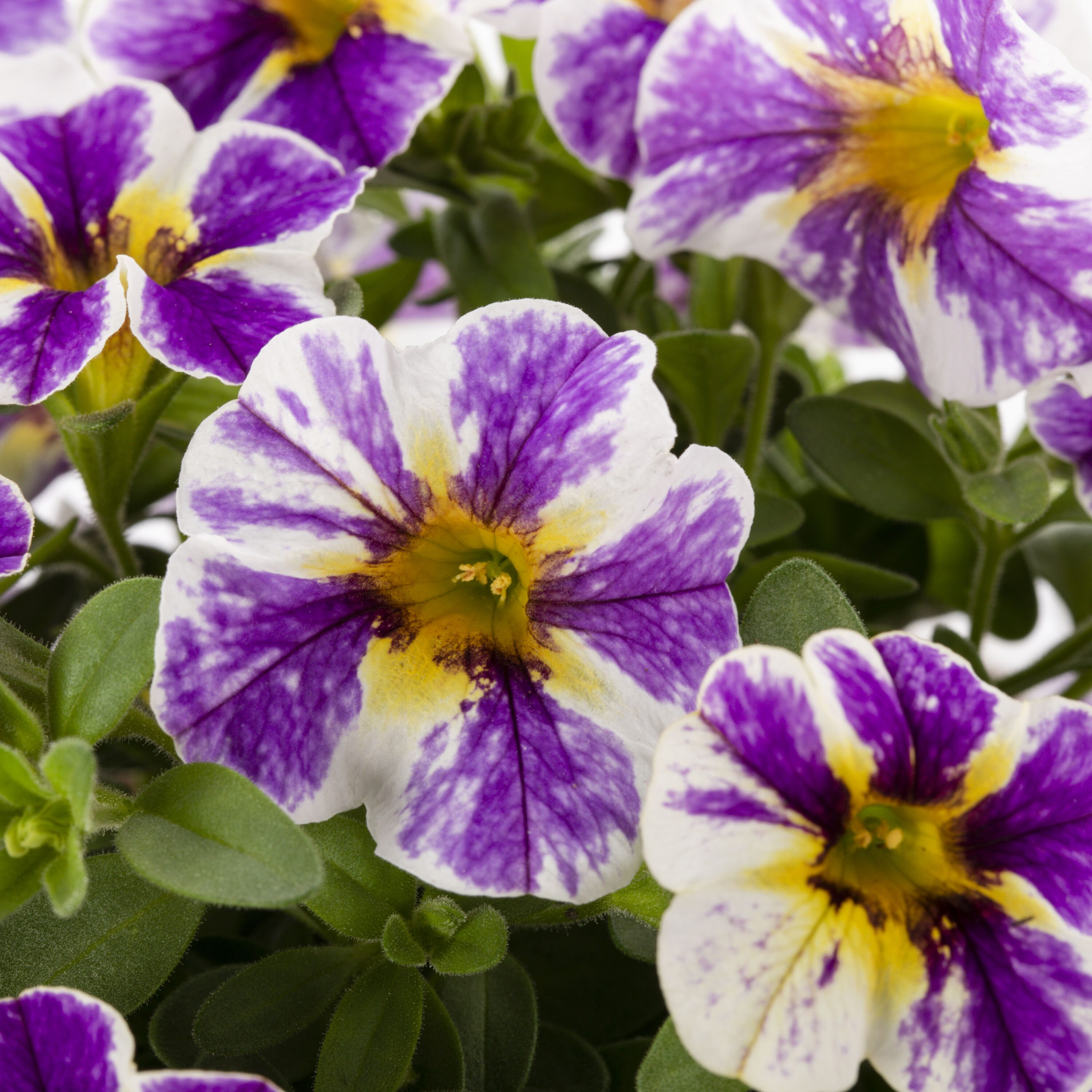 Proven Winners 4788 annuals - View #2