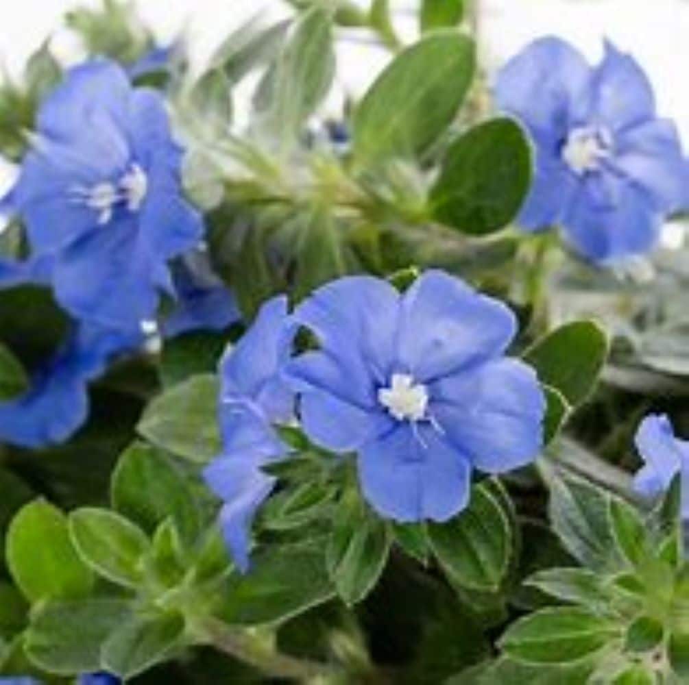 Lowe's NURSERY annuals - View #3