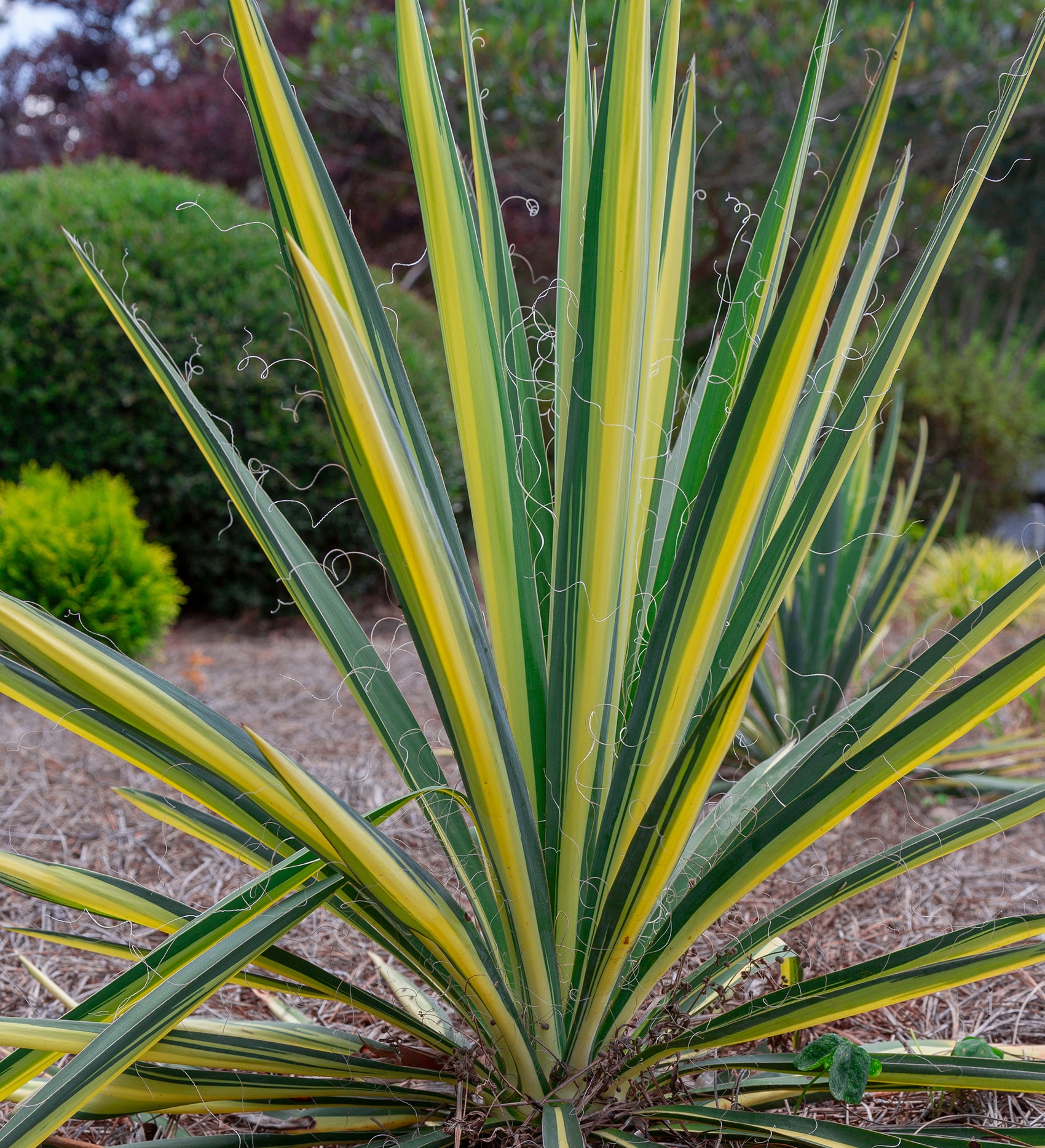 Southern Living Plant Collection 58382SL-1 shrubs - View #2