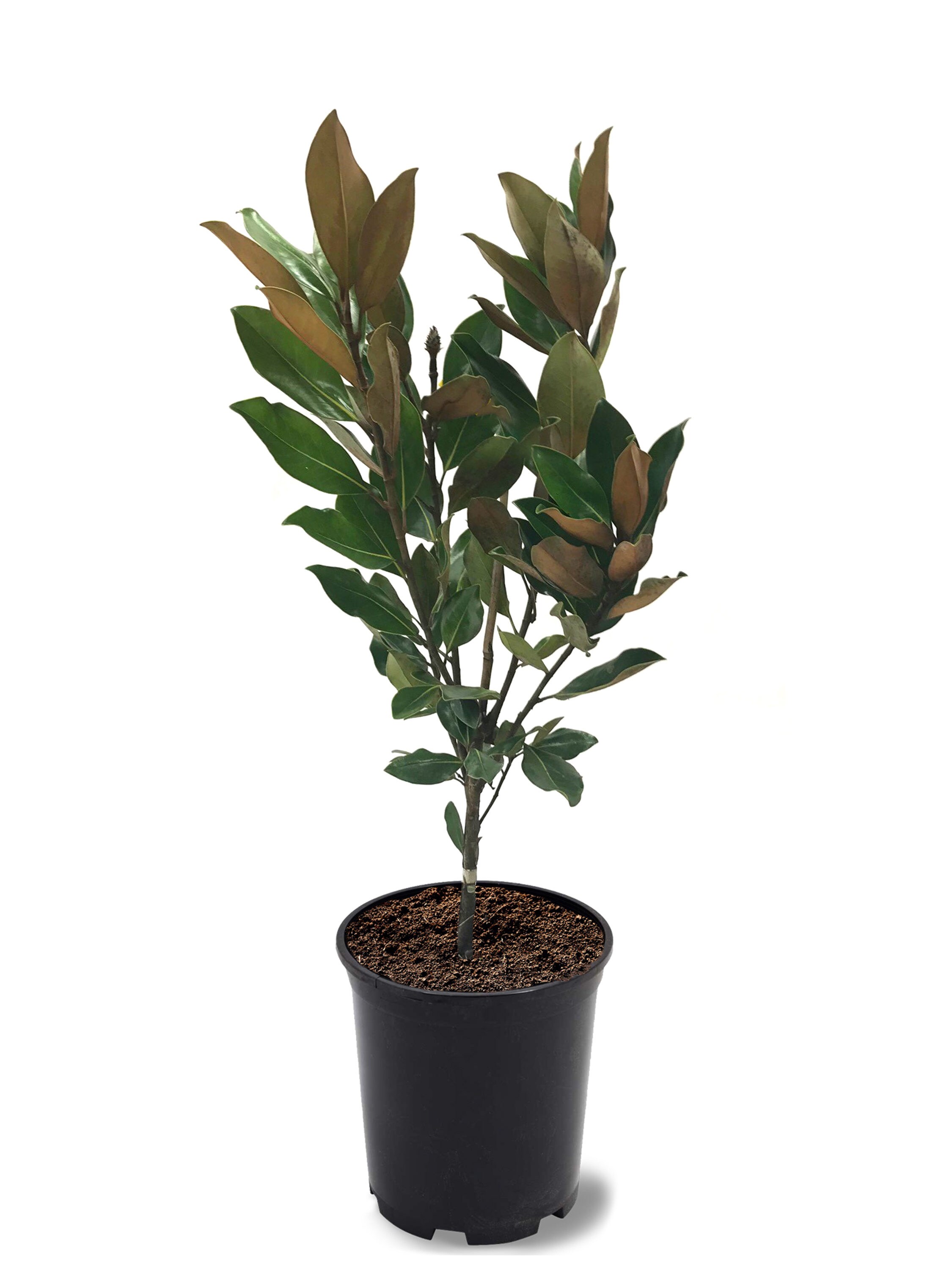 southern planters white flowering little gem magnolia tree in pot