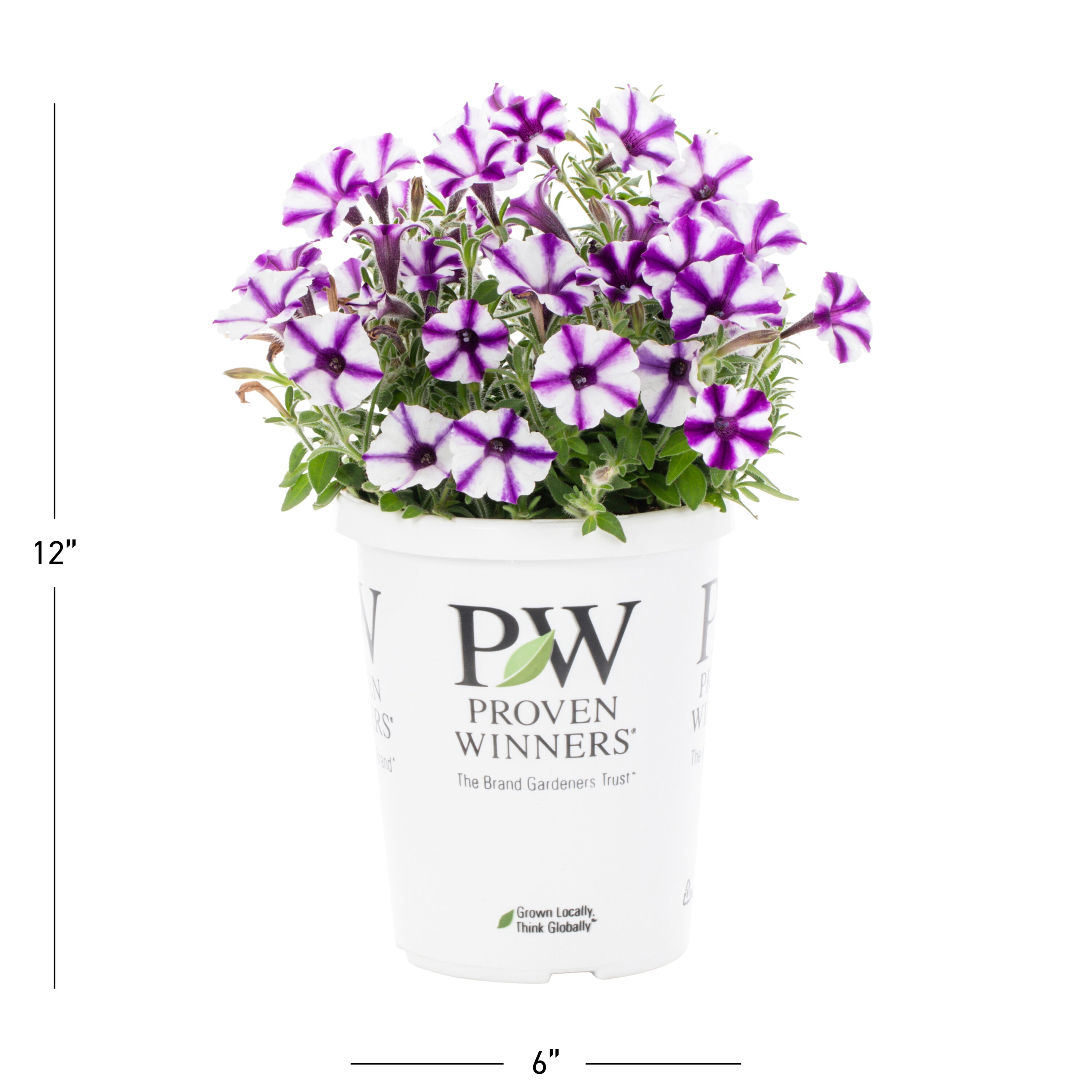 Proven Winners 4793 annuals - View #3