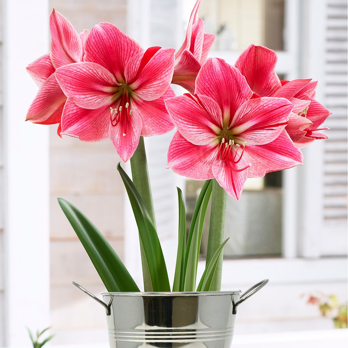 Van Zyverden 87296 Pink Amaryllis Kit Gervase With Artisan Decorative Planter Bulbs 1 Pack