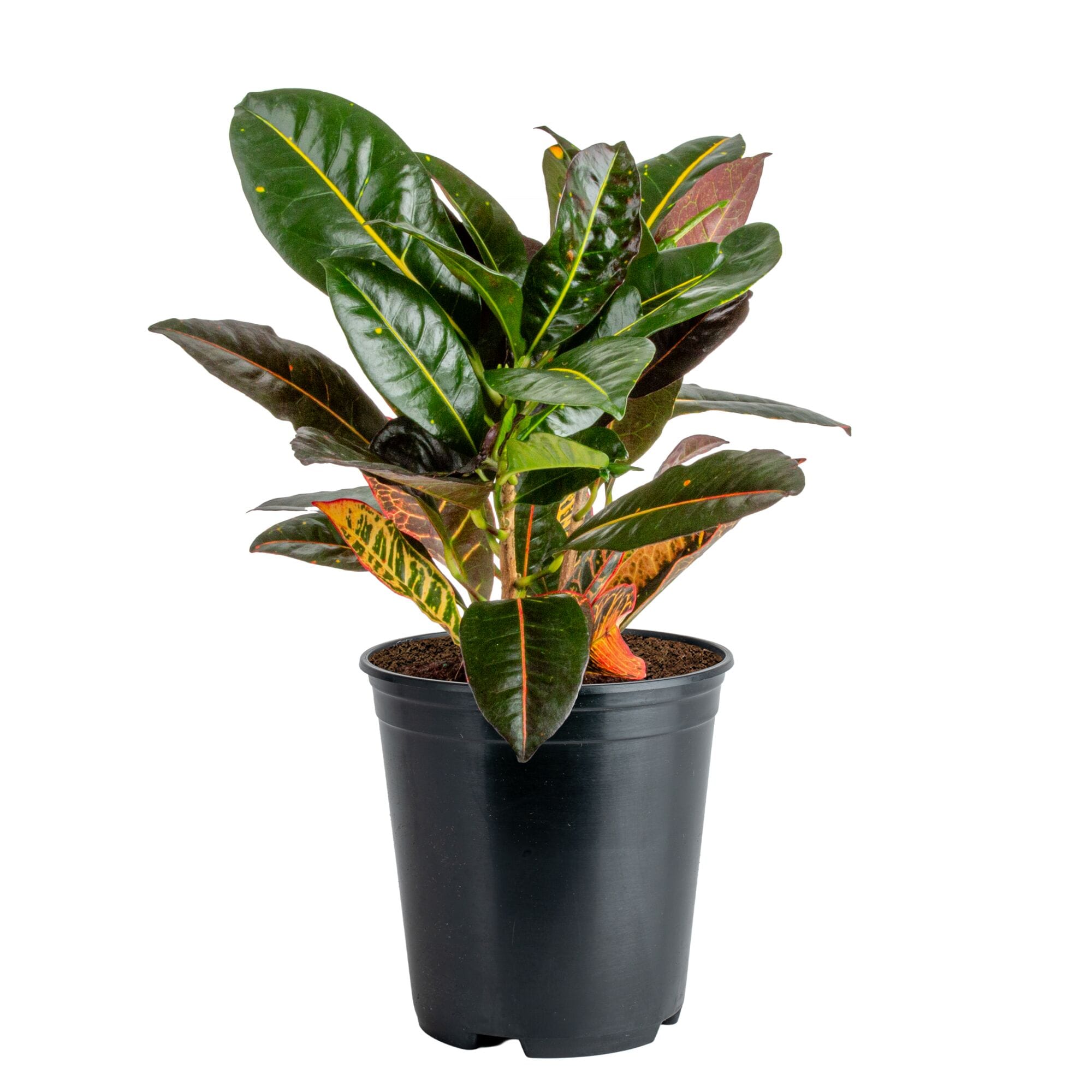 Costa Farms Croton Petra House plant in 5 Inch(es) Pot 1 -Pack