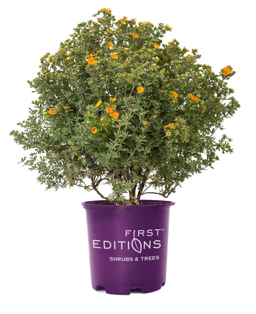 Lowe's NURSERY First Editions#174 Mandarin Tango#8482 Potentilla Flowering Shrub in 1 -Gallon Pot with Multicolor Blooms
