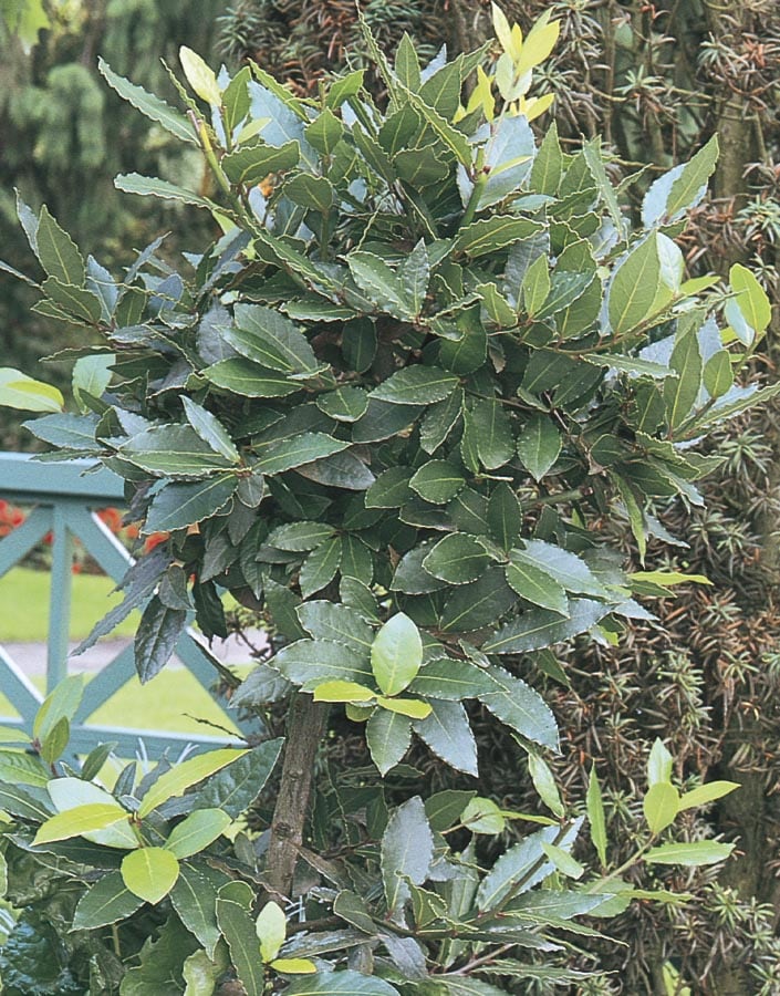  NURSERY Bay Laurel in 3.25-Gallon (s)