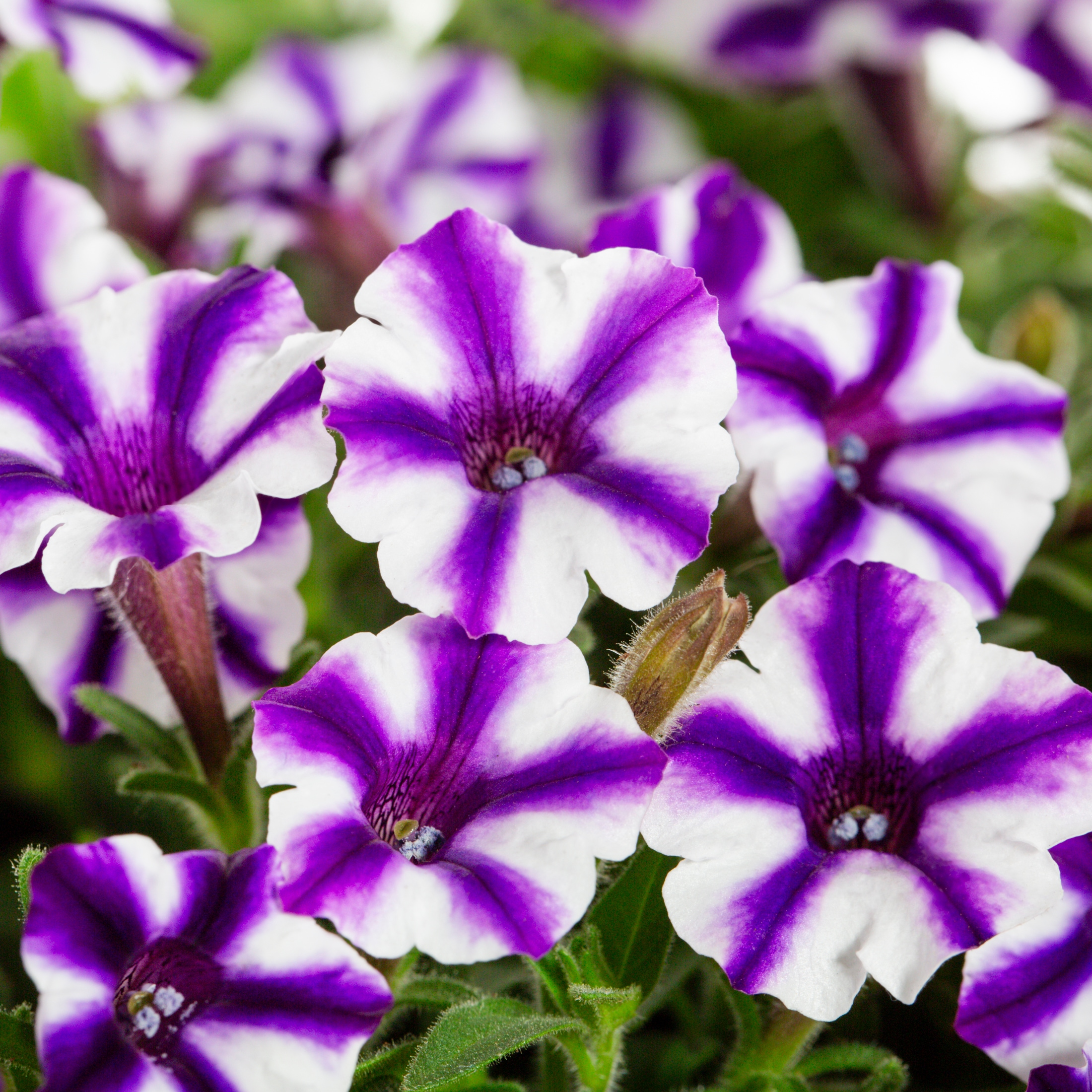 Proven Winners 4901 annuals - View #2