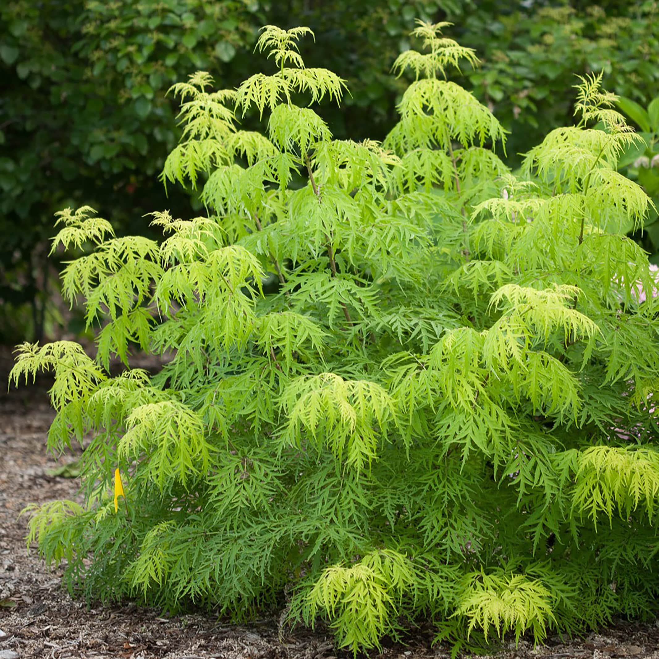 Proven Winners SAMPRC1036101 shrubs - View #4