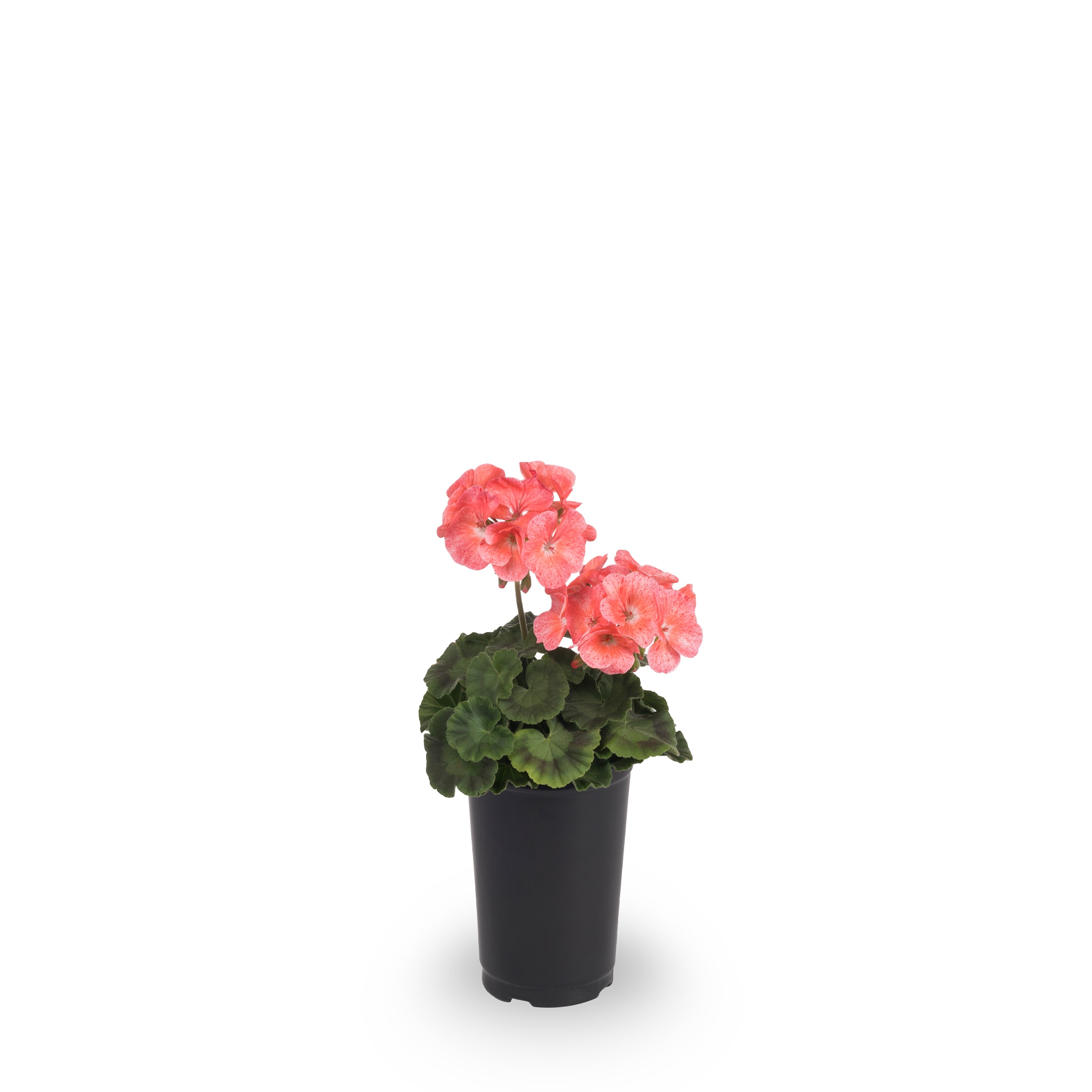Lowe's NURSERY annuals - View #8