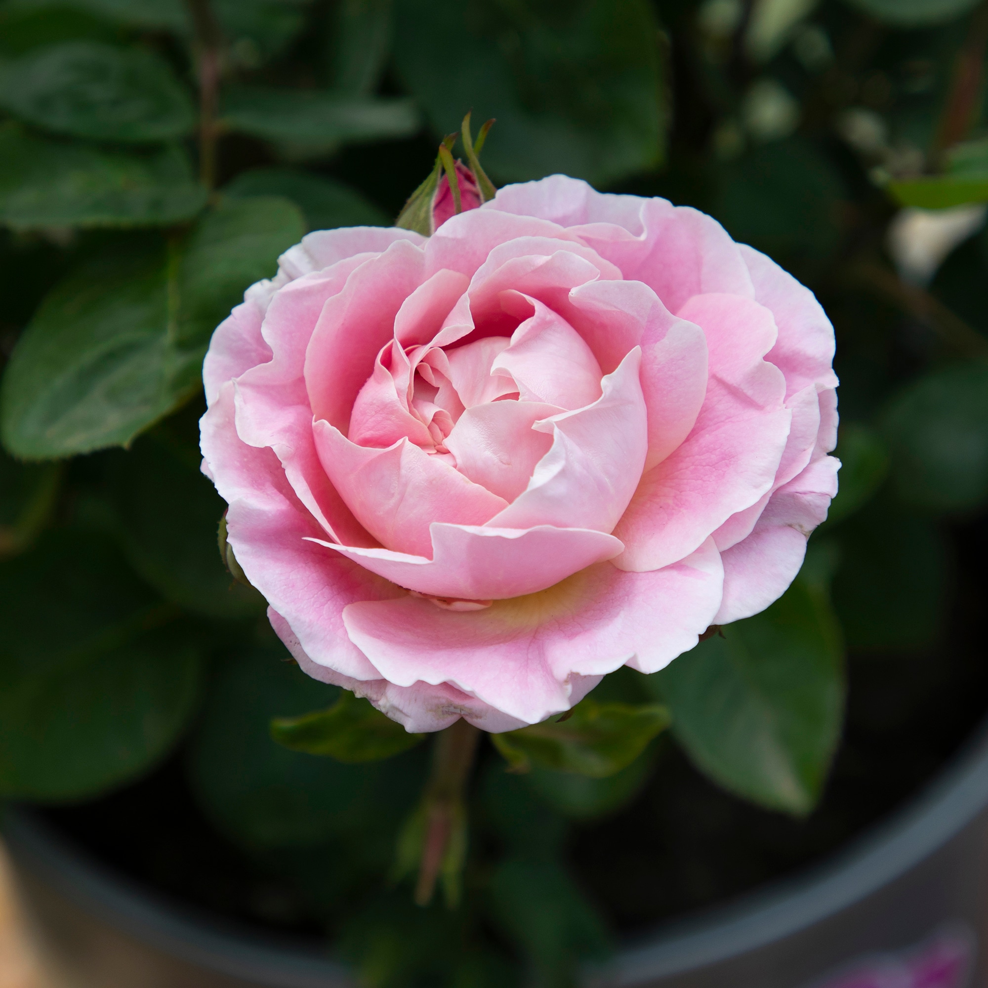 Altman Plants 0881518 roses - View #2